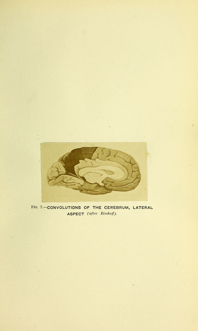 CONVOLUTIONS OF THE CEREBRUM, LATERAL ASPECT (after BlucJiof).