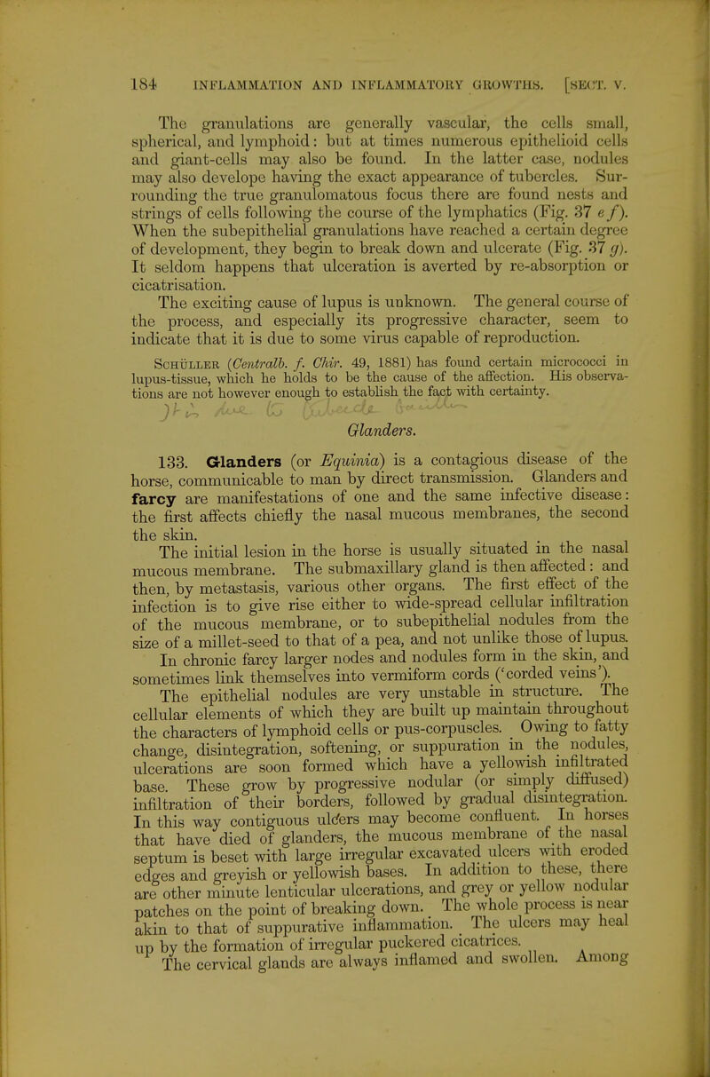 The granulations are generally vascular, the cells small, spherical, and lymphoid: but at times numerous epithelioid cells and giant-cells may also be found. In the latter case, nodules may also develope having the exact appearance of tubercles. Sur- rounding the true granulomatous focus there are found nests and strings of cells following the course of the lymphatics (Fig. 37 e f). When the subepithelial granulations have reached a certain degree of development, they begin to break down and ulcerate (Fig. 37 g). It seldom happens that ulceration is averted by re-absorption or cicatrisation. The exciting cause of lupus is unknown. The general course of the process, and especially its progressive character, seem to indicate that it is due to some virus capable of reproduction. ScHULLER (Centralb. f. Chir. 49, 1881) has found certain micrococci in lupus-tissue, which he holds to be the cause of the affection. His observa- tions are not however enough to establish the fact with certainty. Glanders. 133. Glanders (or Equinia) is a contagious disease of the horse, communicable to man by direct transmission. Glanders and farcy are manifestations of one and the same infective disease: the first affects chiefly the nasal mucous membranes, the second the skin. , . The initial lesion in the horse is usually situated m the nasal mucous membrane. The submaxillary gland is then affected : and then, by metastasis, various other organs. The first effect of the infection is to give rise either to wide-spread cellular infiltration of the mucous membrane, or to subepithelial nodules from the size of a millet-seed to that of a pea, and not unlike those of lupus. In chronic farcy larger nodes and nodules form in the skin, and sometimes link themselves into vermiform cords ('corded veins'). The epithelial nodules are very unstable in structure. The cellular elements of which they are built up maintain throughout the characters of lymphoid cells or pus-corpuscles. Owing to fatty change, disintegration, softening, or suppuration m the nodules, ulcerations are soon formed which have a yellowish infiltrated base These grow by progressive nodular (or simply diffused) infiltration of their borders, followed by gradual disintegration. In this way contiguous ulc^ers may become confluent. In horses that have died of glanders, the mucous membrane of _ the nasal septum is beset with large irregular excavated ulcers with eroded edges and greyish or yellowish bases. In addition to these, there are other minute lenticular ulcerations, and grey or yellow nodular patches on the point of breaking down. The whole process is near akin to that of suppurative inflammation. The ulcers may heal up by the formation of irregular puckered cicatrices. The cervical glands are always inflamed and swollen. Among