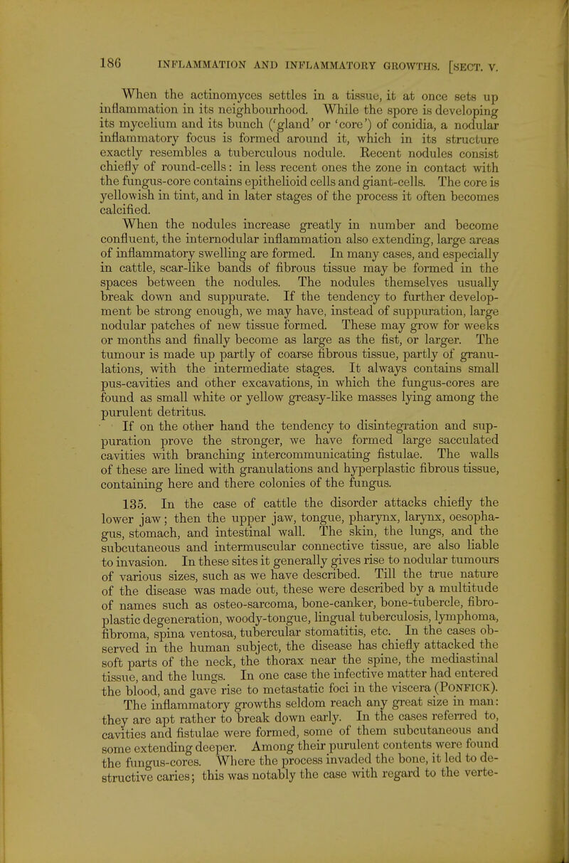 When the actinomyces settles in a tissue, it at once sets up inflammation in its neighbourhood. While the spore is developing its mycelium and its bunch ('gland' or 'core') of conidia, a nodular inflammatory focus is formed around it, which in its structure exactly resembles a tuberculous nodule. Recent nodules consist chiefly of round-cells: in less recent ones the zone in contact with the fungus-core contains epithelioid cells and giant-cells. The core is yellowish in tint, and in later stages of the process it often becomes calcified. When the nodules increase greatly in number and become confluent, the intemodular inflammation also extending, large areas of inflammatory swelling are formed. In many cases, and especially in cattle, scar-like bands of fibrous tissue may be formed in the spaces between the nodules. The nodules themselves usually break down and suppurate. If the tendency to further develop- ment be strong enough, we may have, instead of suppuration, large nodular patches of new tissue formed. These may grow for weeks or months and finally become as large as the fist, or larger. The tumour is made up partly of coarse fibrous tissue, partly of granu- lations, with the intermediate stages. It always contains small pus-cavities and other excavations, in which the fungus-cores are found as small white or yellow greasy-like masses lying among the purulent detritus. If on the other hand the tendency to disintegration and sup- puration prove the stronger, we have formed large sacculated cavities with branching intercommunicating fistulae. The walls of these are lined with granulations and h3Aperplastic fibrous tissue, containing here and there colonies of the fungus. 135. In the case of cattle the disorder attacks chiefly the lower jaw; then the upper jaw, tongue, pharynx, larynx, oesopha- gus, stomach, and intestinal wall. The skin, the lungs, and the subcutaneous and intermuscular connective tissue, are also liable to invasion. In these sites it generally gives rise to nodular tumours of various sizes, such as we have described. Till the true nature of the disease was made out, these were described by a multitude of names such as osteo-sarcoma, bone-canker, bone-tubercle, fibro- plastic degeneration, woody-tongue, lingual tuberculosis, lymphoma, fibroma, spina ventosa, tubercular stomatitis, etc. _ In the cases ob- served in the human subject, the disease has chiefly attacked the soft parts of the neck, the thorax near the spine, the mediastinal tissue, and the lungs. In one case the infective matter had entered the blood, and gave rise to metastatic foci in the viscera (Ponfick). The inflammatory growths seldom reach any great size in man: they are apt rather to break down early. In the cases referred to, cavities and fistulae were formed, some of them subcutaneous and some extending deeper. Among their purulent contents were found the fungus-cores. Where the process invaded the bone, it led to de- structive caries; this was notably the case with regard to the verte-