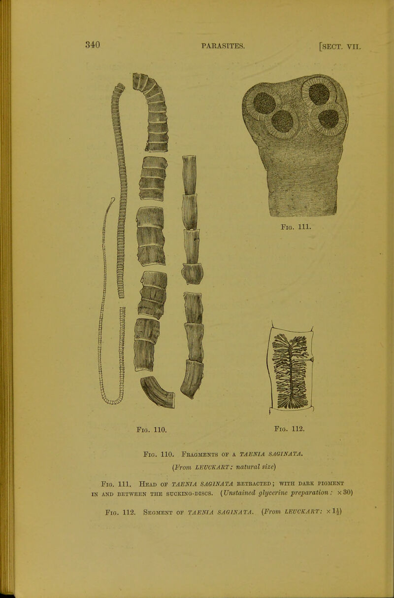 Fig. 110. Fig. 112. Fio. 110. Feagments of a taenia saqinata. [From LEUCKART: natural size) Fig. Ill, Head or taenia saginata betbaoted; with dabk pigment IN AND BETWEEN THE suoKiNG-Discs. (Unstained glycerine preparation : x 30) Fig. 112. Segment of TAENIA SAGINATA. (From LEUCKART: x IJ)