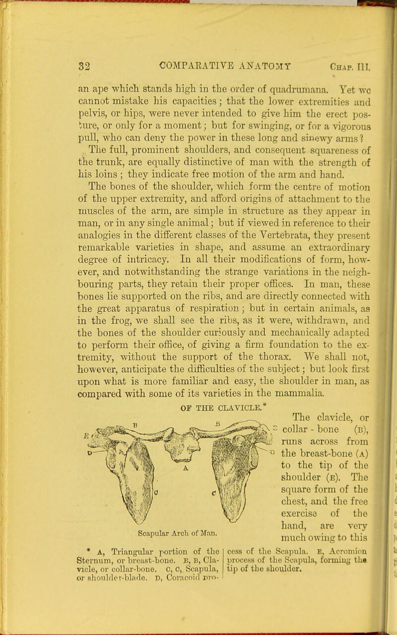 32 COMPARATIVE ANATOMY Chap. [II. an ape whicli stands high in the order of quadrumana. Yet wc cannot mistake his capacities; that the lower extremities and pelvis, or hips, were never intended to give him the erect pos- ture, or only for a moment; but for swinging, or for a vigorous pull, who can deny the power in these long and sinewy arras ? .. The full, prominent shoulders, and consequent squareness of the trunk, are equally distinctive of man with the strength of Ms loins ; they indicate free motion of the arm and hand. The bones of the shoulder, which form the centre of motion of the upper extremity, and afford origins of attachment to the muscles of the arm, are simple in structure as they appear in man, or in any single animal; but if viewed in reference to their ■analogies in the different classes of the Vertebrata, they present remarkable varieties in shape, and assume an extraordhiary degree of intricacy. In all their modifications of form, how- ever, and notwithstanding the strange variations in the neigh- bouring parts, they retain their proper offices. In man, these bones lie supported on the ribs, and are directly connected with the great apparatus of respiration; but in certain animals, as in the frog, we shall see the ribs, as it were, withdrawn, and the bones of the shoulder curiously and mechanically adapted to perform their office, of giving a firm foundation to the ex- tremity, without the support of the thorax. We shall not, however, anticipate the difficulties of the subject; but look first upon what is more familiar and easy, the shoulder in man, as compared with some of its varieties in the mammalia. OF THE CLAVICLE.' Scapular Arch of Jfan. * A, Triangular portion of the Sternnm, or breast-bone. B, B, Cla- vicle, or collar-bone. 0, 0, Scapula, or shoiildev-blarle. D, Coracoid rro- The clavicle, or collar - bone (b), runs across from the breast-bone (a) to the tip of the shoulder (e). The square form of the chest, and the free exercise of the hand, are very much owing to this cess of the Scapula. E, Acromion process of the Scapula, forming the tip of the shoulder.