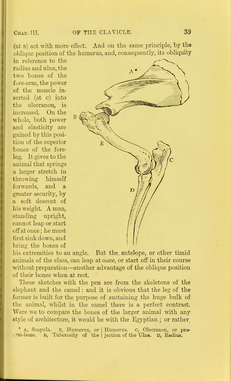 (cat b) act witli more effect. And on the same principle, by the oblique position of the humerus, and, consequently, its obliquity in reference to the radius and ulna, the two bones of the fure-arm, the power of the muscle in- serted (at c) into the olecranon, is increased On the whole, both power and elasticity are gained by this posi- tion of the superior bones of the fore- leg. It gives to the animal that springs a larger stretch in throwing himself forwards, and a greater security, by a soft descent of his weight. A man, standing upright, cannot leap or start off at once; he must first sink down, and bring the bones of his extremities to an angle. But the. antelope, or other timid animals of the class, can leap at once, or start off in their course without preparation—another advantage of the oblique position of their bones when at rest. These sketches with the pen are from the skeletons of the elephant and the camel: and it is obvious that the leg of the former is built for the purpose of sustaining the huge bulk of the animal, whilst in the camel there is a perfect contrast. Were we to compare the bones of the larger animal with any style of architecture, it would be with the Egyptian; or rather * A, Scapula. E, Humenis, or Humerus. 0, Olecranon, or pro- .nn-bone. B, Tuberosity of the jection of the Ulna. D, Radius.