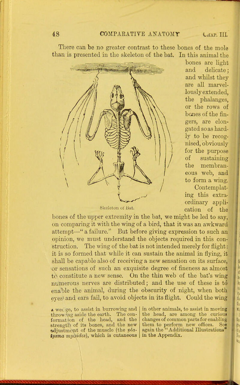 There can be no greater contrast to these bones of the mole than is presented in the skeleton of the bat. In this animal the bones are light and delicate; and whilst they are all marvel- lously extended, the phalanges, or the rows of bones of the fin- gers, are elon- gated so as hard- ly to be recog- nised, obviously for the purpose of sustaining the membran- eous web, and^ to form a wing. Contemplat- ing this extnir ordinary appli- cation of the bones of the upper extremity in the bat, we might be led to say, on comparing it with the wing of a bird, that it was an awkward attempt— a failure. But before giving expression to such an opinion, we must understand the objects required in this con- struction. The wing of the bat is not intended merely for flight: it is so formed that while it can sustain the animal in flying, it shall be capable also of receiving a new sensation on its surface, or sensations of such an exquisite degree of fineness as almost tc^ constitute a new sense. On the thin web of the bat's wing numerous nerves are distributed; and the use of these is to enable the animal, during the obscurity of night, when both eyes* and ears fail, to avoid objects in its flight. Could the wing Skeleton of liat. A wet. ge, to assist in biirrowing and tlirow;ng aside the earth. The con- format ion of the head, and the fetrengtln of its bones, and the new iadjustmf>pt of the musclo (tlie nla- tyama myd{ides), which is cutaneous in other animals, to assist in moving the head, are among the curious changes of common parts for enabling them to perform new offices. Sc-e again the Additional Illustrations in the Appendix.