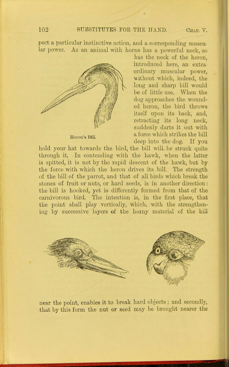 pect a particular instinctive action, and a corresponding muscu- lar power. As an animal with, horns has a powerful neck, so hold your hat towards the bird, the bill will be struck quite through it. In contending with the hawk, when the latter is spitted, it is not by the rapid descent of the hawk, but by the force with which the heron drives its bill. The strength of the bill of the parrot, and that of all birds which break the stones of fruit or nuts, or hard seeds, is in another direction : the bill is hooked, yet is differently formed from that of the carnivorous bird. The intention is, in the first place, that the pomt shall play vertically, which, with the strengthen- ing by successive layers of the horny material of the bill near the point, enables it to break hard objects ; and secondlj-, that by this form the nut or seed may be brought nearer the Heron's Bill. has the neck of the heron, introduced here, an extra ordinary muscular power, vilhout which, indeed, the long and sharp bill would be of little use. When the dog approaches the wound- ed heron, the bird throw.s itself upon its back, and, retracting its long neck, suddenly darts it out with a force which striJies the bill deep into the dog. If you