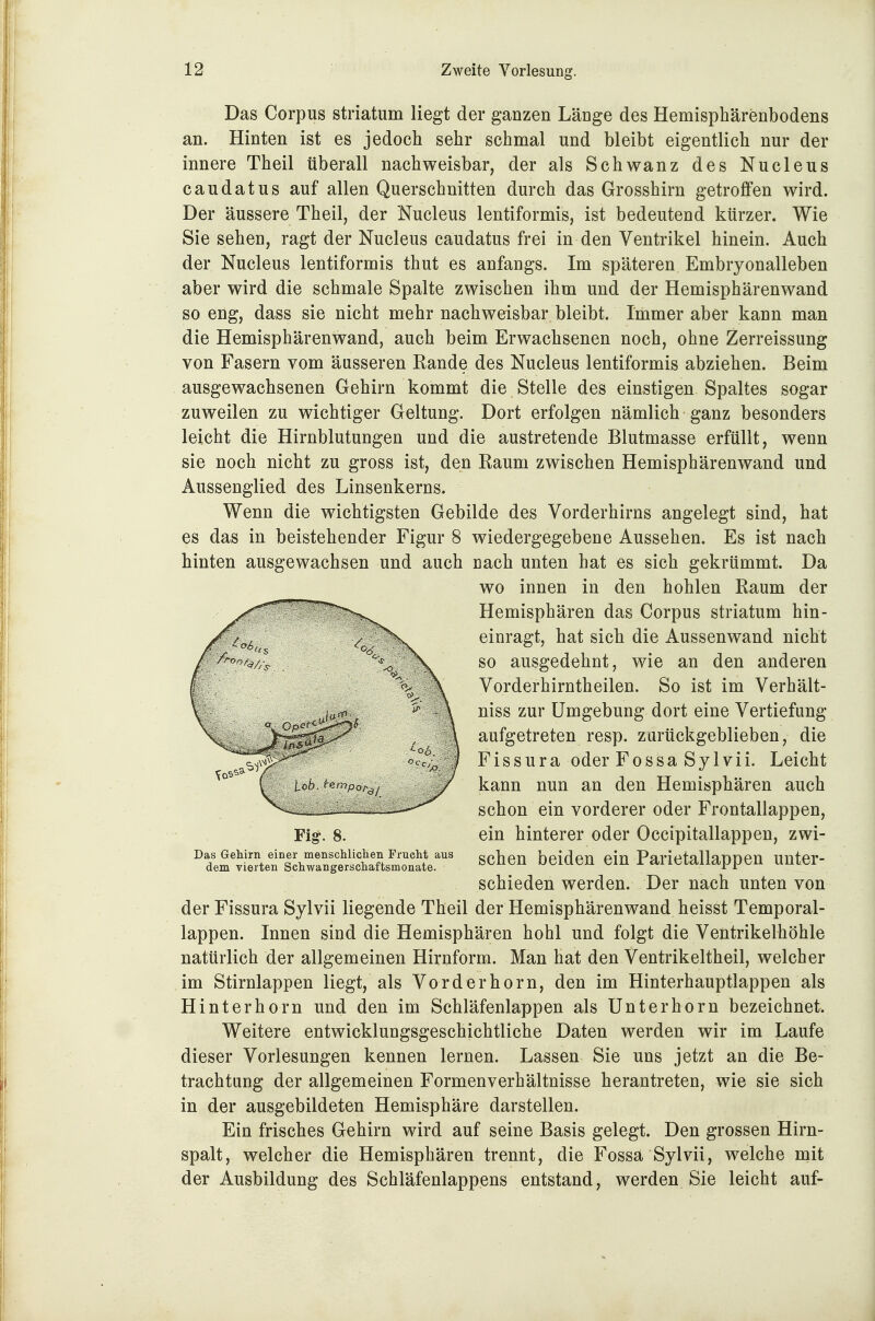 Das Corpus striatum liegt der ganzen Länge des Hemisphärenbodens an. Hinten ist es jedoch sehr schmal und bleibt eigentlich nur der innere Theil überall nachweisbar, der als Schwanz des Nucleus caudatus auf allen Querschnitten durch das Grosshirn getroffen wird. Der äussere Theil, der Nucleus lentiformis, ist bedeutend kürzer. Wie Sie sehen, ragt der Nucleus caudatus frei in den Ventrikel hinein. Auch der Nucleus lentiformis thut es anfangs. Im späteren Embryonalleben aber wird die schmale Spalte zwischen ihm und der Hemisphärenwand so eng, dass sie nicht mehr nachweisbar bleibt. Immer aber kann man die Hemisphärenwand, auch beim Erwachsenen noch, ohne Zerreissung von Fasern vom äusseren Rande des Nucleus lentiformis abziehen. Beim ausgewachsenen Gehirn kommt die Stelle des einstigen Spaltes sogar zuweilen zu wichtiger Geltung. Dort erfolgen nämlich ganz besonders leicht die Hirnblutungen und die austretende Blutmasse erfüllt, wenn sie noch nicht zu gross ist, den Raum zwischen Hemisphärenwand und Aussenglied des Linsenkerns. Wenn die wichtigsten Gebilde des Vorderhirns angelegt sind, hat es das in beistehender Figur 8 wiedergegebene Aussehen. Es ist nach hinten ausgewachsen und auch nach unten hat es sich gekrümmt. Da wo innen in den hohlen Raum der Hemisphären das Corpus striatum hin- einragt, hat sich die Aussenwand nicht so ausgedehnt, wie an den anderen Vorderhirntheilen. So ist im Verhält- niss zur Umgebung dort eine Vertiefung aufgetreten resp. zurückgeblieben, die F i s s u r a oder FossaSylvii. Leicht kann nun an den Hemisphären auch schon ein vorderer oder Frontallappen, Fig. 8. ein hinterer oder Occipitallappen, zwi- deStj^rteriSeÄ^ «^^^^ b^^^^» Parietallappcn unter- schieden werden. Der nach unten von der Fissura Sylvii liegende Theil der Hemisphärenwand heisst Temporal- lappen. Innen sind die Hemisphären hohl und folgt die Ventrikelhöhle natürlich der allgemeinen Hirnform. Man hat den Ventrikeltheil, welcher im Stirnlappen liegt, als Vorderhorn, den im Hinterhauptlappen als Hinter ho rn und den im Schläfenlappen als Unterhorn bezeichnet. Weitere entwicklungsgeschichtliche Daten werden wir im Laufe dieser Vorlesungen kennen lernen. Lassen Sie uns jetzt an die Be- trachtung der allgemeinen Formenverhältnisse herantreten, wie sie sich in der ausgebildeten Hemisphäre darstellen. Ein frisches Gehirn wird auf seine Basis gelegt. Den grossen Hirn- spalt, welcher die Hemisphären trennt, die Fossa Sylvii, welche mit der Ausbildung des Schläfenlappens entstand, werden Sie leicht auf-