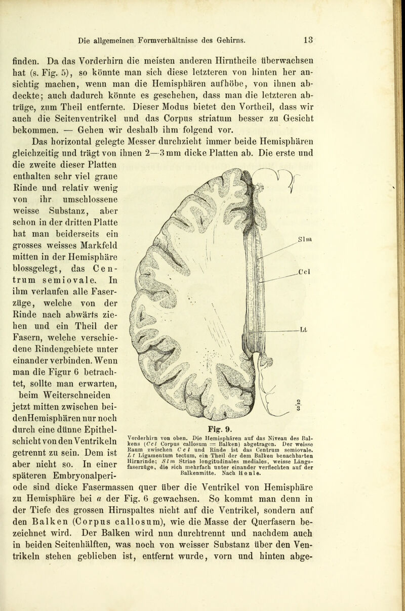 Slm Ccl finden. Da das Vorderhirn die meisten anderen Hirntheile überwachsen hat (s. Fig. 5), so könnte man sich diese letzteren von hinten her an- sichtig machen, wenn man die Hemisphären aufhöbe, von ihnen ab- deckte; auch dadurch könnte es geschehen, dass man die letzteren ab- trüge, zum Theil entfernte. Dieser Modus bietet den Vortheil, dass wir auch die Seitenventrikel und das Corpus striatum besser zu Gesicht bekommen. — Gehen wir deshalb ihm folgend vor. Das horizontal gelegte Messer durchzieht immer beide Hemisphären gleichzeitig und trägt von ihnen 2—3 mm dicke Platten ab. Die erste und die zweite dieser Platten enthalten sehr viel graue Rinde und relativ wenig von ihr umschlossene weisse Substanz, aber schon in der dritten Platte hat man beiderseits ein grosses weisses Markfeld mitten in der Hemisphäre blossgelegt, das Cen- trum semiovale. In ihm verlaufen alle Faser- züge, welche von der Rinde nach abwärts zie- hen und ein Theil der Fasern, welche verschie- dene Rindengebiete unter einander verbinden. Wenn man die Figur 6 betrach- tet, sollte man erwarten, beim Weiterschneiden jetzt mitten zwischen bei- denHemisphären nur noch durch eine dünne Epithel- schicht von den Ventrikeln getrennt zu sein. Dem ist aber nicht so. In einer späteren Embryonalperi- ode sind dicke Fasermassen quer über die Ventrikel von Hemisphäre zu Hemisphäre bei a der Fig. 6 gewachsen. So kommt man denn in der Tiefe des grossen Hirnspaltes nicht auf die Ventrikel, sondern auf den Balken (Corpus callosum), wie die Masse der Querfasern be- zeichnet wird. Der Balken wird nun durchtrennt und nachdem auch in beiden Seitenhälften, was noch von weisser Substanz über den Ven- trikeln stehen geblieben ist, entfernt wurde, vorn und hinten abge- Fig-. 9. Vorderhivn von oben. Die HemispMren auf das Niveau des Bal- kens (Ccl Corpus callosum — Balken) abgetragen. Der weisse Raum zwischen C c l und Rinde ist das Centrum semiovale. L t Ligamentum tectum, ein Theil der dem Balken benachbarten Hirnrinde; Slm Striae longitudinales mediales, weisse Längs- faserzüge, die sich mehrfach unter einander verflechten auf der Balkenmitte. Nach He nie.