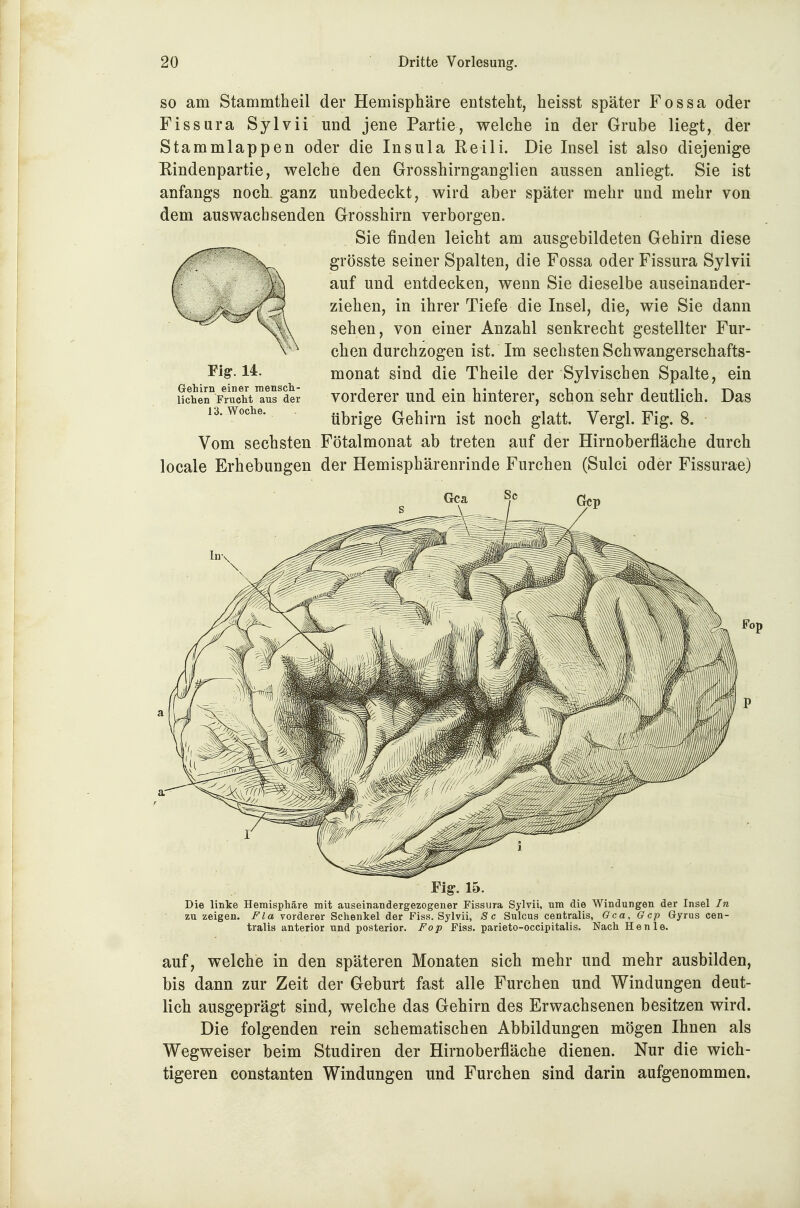 SO am Stammtheil der Hemisphäre entsteht, heisst später Fossa oder Fissura Sylvii und jene Partie, welche in der Grube liegt, der Stammlappen oder die Insula Reili. Die Insel ist also diejenige Eindenpartie, welche den Grosshirnganglien aussen anliegt. Sie ist anfangs noch ganz unbedeckt, wird aber später mehr und mehr von dem auswachsenden Grosshirn verborgen. Sie finden leicht am ausgebildeten Gehirn diese grösste seiner Spalten, die Fossa oder Fissura Sylvii auf und entdecken, wenn Sie dieselbe auseinander- ziehen, in ihrer Tiefe die Insel, die, wie Sie dann sehen, von einer Anzahl senkrecht gestellter Fur- chen durchzogen ist. Im sechsten Schwangerschafts- monat sind die Theile der Sylvischen Spalte, ein vorderer und ein hinterer, schon sehr deutlich. Das übrige Gehirn ist noch glatt. Vergl. Fig. 8. Vom sechsten Fötalmonat ab treten auf der Hirnoberfläche durch locale Erhebungen der Hemisphärenrinde Furchen (Sulci oder Fissurae) ¥ig. 14. Gehirn einer mensch- lichen Frucht aus der 13. Woche. Die linke Hemisphäre mit auseinandergezogener Fissura Sylvii, um die Windungen der Insel In zu zeigen. Fla vorderer Schenkel der Fiss. Sylvii, Sc Sulcus centralis, Gca, Gcp Gyrus cen- tralis anterior und posterior. Fop Fiss. parieto-occipitalis. Nach He nie. auf, welche in den späteren Monaten sich mehr und mehr ausbilden, bis dann zur Zeit der Geburt fast alle Furchen und Windungen deut- lich ausgeprägt sind, welche das Gehirn des Erwachsenen besitzen wird. Die folgenden rein schematischen Abbildungen mögen Ihnen als Wegweiser beim Studiren der Hirnoberfläche dienen. Nur die wich- tigeren Constanten Windungen und Furchen sind darin aufgenommen.