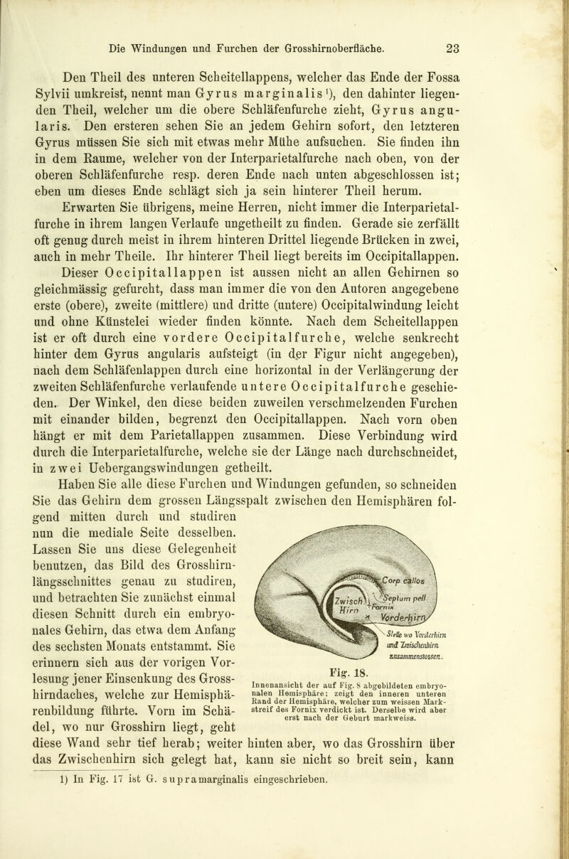 Den Theil des unteren Scheitellappens, welcher das Ende der Fossa Sylvii umkreist, nennt man Gyrus marginalis den dahinter liegen- den Theil, welcher um die obere Schläfenfurche zieht, Gyrus angu- laris. Den ersteren sehen Sie an jedem Gehirn sofort, den letzteren Gyrus müssen Sie sich mit etwas mehr Mühe aufsuchen. Sie finden ihn in dem Eaume, welcher von der Interparietalfurche nach oben, von der oberen Schläfenfurche resp. deren Ende nach unten abgeschlossen ist; eben um dieses Ende schlägt sich ja sein hinterer Theil herum. Erwarten Sie übrigens, meine Herren, nicht immer die Interparietal- furche in ihrem langen Verlaufe ungetheilt zu finden. Gerade sie zerfällt oft genug durch meist in ihrem hinteren Drittel liegende Brücken in zwei, auch in mehr Theile. Ihr hinterer Theil liegt bereits im Occipitallappen. Dieser Occipitallappen ist aussen nicht an allen Gehirnen so gleichmässig gefurcht, dass man immer die von den Autoren angegebene erste (obere), zweite (mittlere) und dritte (untere) OccipitalWindung leicht und ohne Künstelei wieder finden könnte. Nach dem Scheitellappen ist er oft durch eine vordere Occipitalfurche, welche senkrecht hinter dem Gyrus angularis aufsteigt (in der Figur nicht angegeben), nach dem Schläfenlappen durch eine horizontal in der Verlängerung der zweiten Schläfenfurche verlaufende untere Occipitalfurche geschie- den. Der Winkel, den diese beiden zuweilen verschmelzenden Furchen mit einander bilden, begrenzt den Occipitallappen. Nach vorn oben hängt er mit dem Parietallappen zusammen. Diese Verbindung wird durch die Interparietalfurche, welche sie der Länge nach durchschneidet, in zwei Uebergangswindungen getheilt. Haben Sie alle diese Furchen und Windungen gefunden, so schneiden Sie das Gehirn dem grossen Längsspalt zwischen den Hemisphären fol- gend mitten durch und studiren nun die mediale Seite desselben. Lassen Sie uns diese Gelegenheit benutzen, das Bild des Grosshirn- längsschnittes genau zu studiren, und betrachten Sie zunächst einmal '''***\/^7wfsc^^i diesen Schnitt durch ein embryo- ^^^^^^ Tor</er^irf nales Gehirn, das etwa dem Anfang ^^^^ ^^^^JX^rjcr/.™ des sechsten Monats entstammt. Sie ^*^'^«^ss^^^^^^_^^^^. miiwisdwihim erinnern sich aus der vorigen Vor- Piff IS lesung iener Einsenkung des Gross- ^ ■ ^ ^\ .... . ° *^ ^ Innenansicht der auf Fig. 8 abgebildeten embryo- hirndacheS, welche zur Hemisphä- »alen Hemisphäre; zeigt den inneren unteren ' Kand der Hemisphäre, welcher zum weissen Mark- renbildung führte. Vorn im Schä- ^^^^^^ Fomix verdickt ist. Derselbe wird aber erst nach der Geburt markweiss. del, wo nur Grosshirn liegt, geht diese Wand sehr tief herab; weiter hinten aber, wo das Grosshirn über das Zwischenhirn sich gelegt hat, kann sie nicht so breit sein, kann 1) In Fig. 17 ist G. s up r a marginalis eingeschrieben.