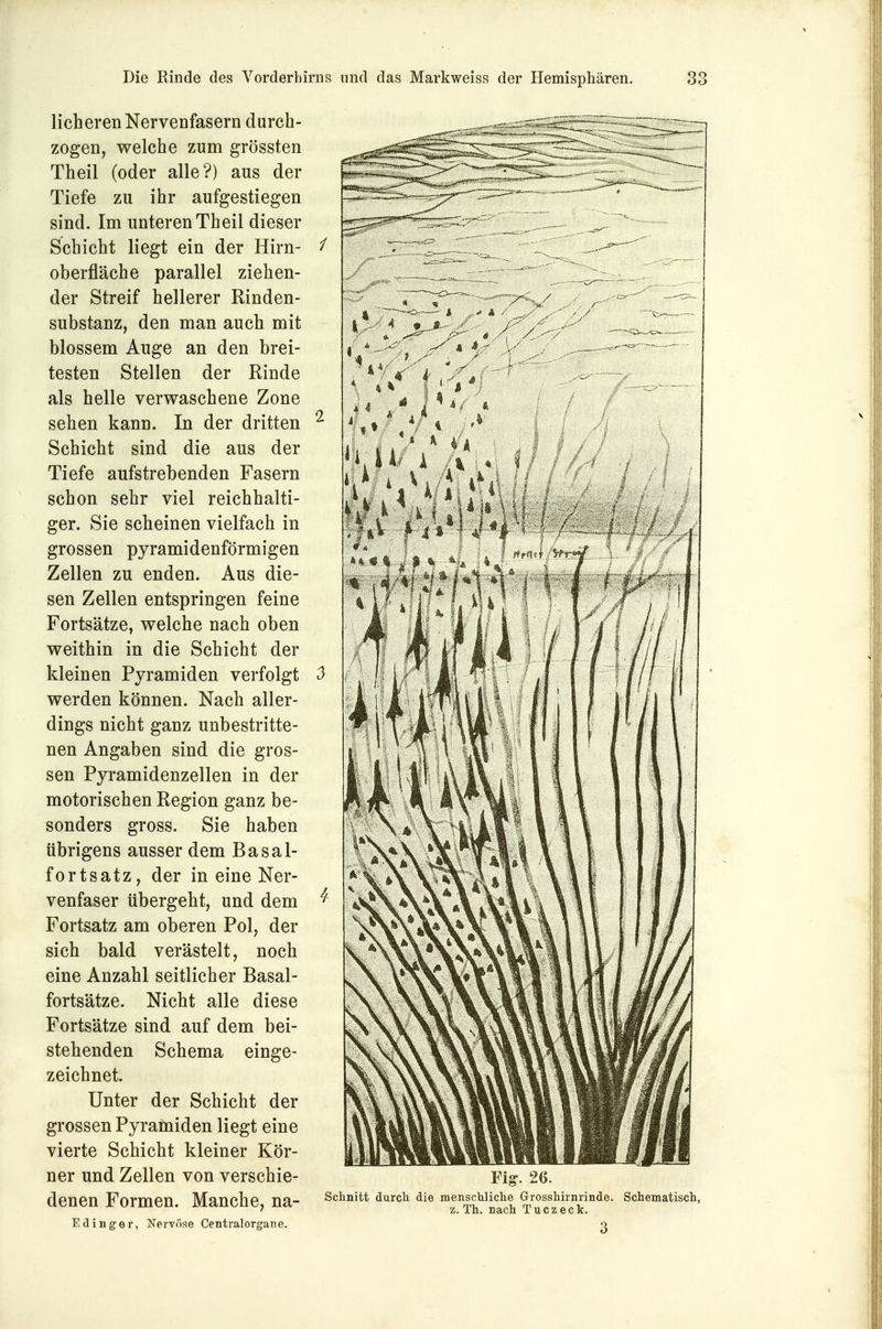 lieberen Nervenfasern durch- zogen, welche zum grössten Theil (oder alle?) aus der Tiefe zu ihr aufgestiegen sind. Im unteren Theil dieser Schicht liegt ein der Hirn- oberfläche parallel ziehen- der Streif hellerer Rinden- substanz, den man auch mit blossem Auge an den brei- testen Stellen der Rinde als helle verwaschene Zone sehen kann. In der dritten Schicht sind die aus der Tiefe aufstrebenden Fasern schon sehr viel reichhalti- ger. Sie scheinen vielfach in grossen pyramidenförmigen Zellen zu enden. Aus die- sen Zellen entspringen feine Fortsätze, welche nach oben weithin in die Schicht der kleinen Pyramiden verfolgt werden können. Nach aller- dings nicht ganz unbestritte- nen Angaben sind die gros- sen Pyramidenzellen in der motorischen Region ganz be- sonders gross. Sie haben übrigens ausser dem Basal- fortsatz, der in eine Ner- venfaser tibergeht, und dem Fortsatz am oberen Pol, der sich bald verästelt, noch eine Anzahl seitlicher Basal- fortsätze. Nicht alle diese Fortsätze sind auf dem bei- stehenden Schema einge- zeichnet. Unter der Schicht der grossen Pyramiden liegt eine vierte Schicht kleiner Kör- ner und Zellen von verschie- denen Formen. Manche, na- Edinger, Nervöse Centralorgane. Schnitt durch, die menschliche Grosshirnrinde. Schematisch, z. Th. nach Tuczeck.
