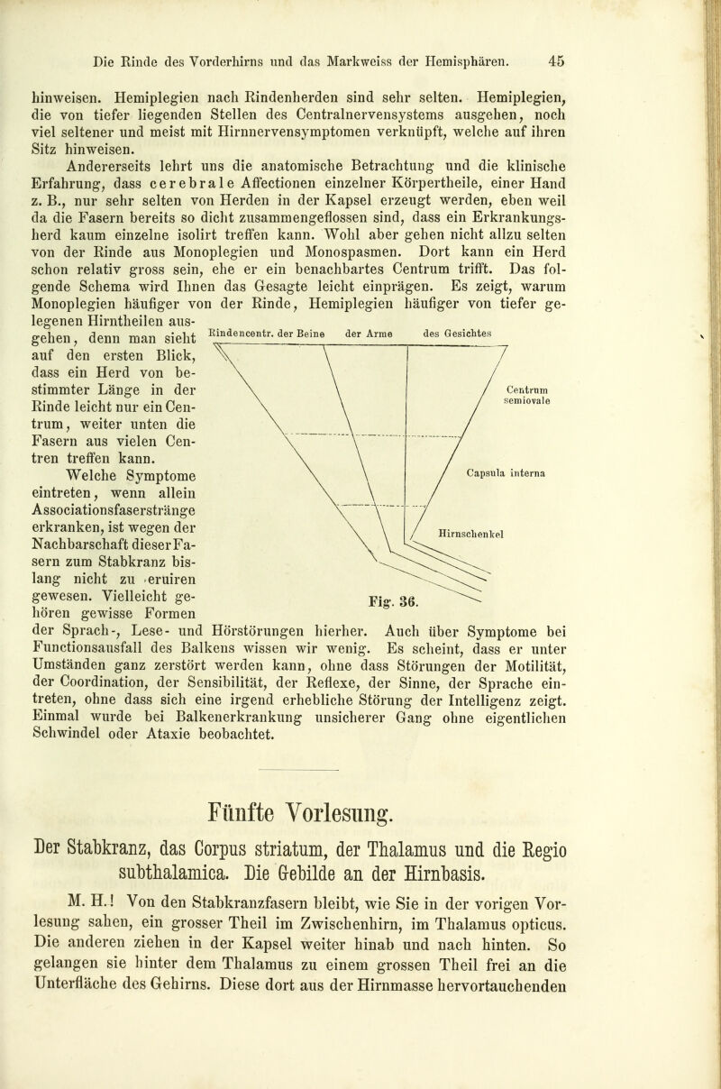 hinweisen. Hemiplegien nach Rindenherden sind sehr selten. Hemiplegien, die von tiefer liegenden Stellen des Centrainervensystems ausgehen, noch viel seltener und meist mit Hirnnervensymptomen verknüpft, welche auf ihren Sitz hinweisen. Andererseits lehrt uns die anatomische Betrachtung und die klinische Erfahrung, dass cerebrale Affectionen einzelner Körpertheile, einer Hand z. B., nur sehr selten von Herden in der Kapsel erzeugt werden, eben weil da die Fasern bereits so dicht zusammengeflossen sind, dass ein Erkrankungs- herd kaum einzelne isolirt treffen kann. Wohl aber gehen nicht allzu selten von der Rinde aus Monoplegien und Monospasmen. Dort kann ein Herd schon relativ gross sein, ehe er ein benachbartes Centrum trifft. Das fol- gende Schema wird Emen das Gesagte leicht einprägen. Es zeigt, warum Monoplegien häufiger von der Rinde, Hemiplegien häufiger von tiefer ge- legenen Hirntheilen aus- Eindencentr. der Beine der Arme gehen, denn man sieht auf den ersten Blick, dass ein Herd von be- stimmter Länge in der Rinde leicht nur ein Cen- trum, weiter unten die Fasern aus vielen Cen- tren treffen kann. Welche Symptome eintreten, wenn allein Associationsfaserstränge erkranken, ist wegen der Nachbarschaft dieser Fa- sern zum Stabkranz bis- lang nicht zu eruiren gewesen. Vielleicht ge- hören gewisse Formen der Sprach-, Lese- und Hörstörungen Functionsausfall des Balkens wissen wir des Gesichtes hierher. Auch über Symptome bei wenig. Es scheint, dass er unter Umständen ganz zerstört werden kann, ohne dass Störungen der Motilität, der Coordination, der Sensibilität, der Reflexe, der Sinne, der Sprache ein- treten, ohne dass sich eine irgend erhebliche Störung der Intelligenz zeigt. Einmal wurde bei Balkenerkrankung unsicherer Gang ohne eigentlichen Schwindel oder Ataxie beobachtet. Fünfte Vorlesung. Der Stabkranz, das Corpus striatum, der Thalamus und die Regio subthalamica. Die G-ebilde an der Hirnbasis. M. HJ Von den Stabkranzfasern bleibt, wie Sie in der vorigen Vor- lesung saben, ein grosser Tbeil im Zwiscbenbirn, im Thalamus opticus. Die anderen ziehen in der Kapsel weiter hinab und nach hinten. So gelangen sie hinter dem Thalamus zu einem grossen Theil frei an die Unterfläche des Gehirns. Diese dort aus der Hirnmasse hervortauchenden