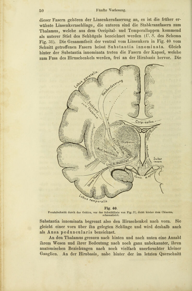 dieser Fasern gehören der Linsenkernfaserung an, es ist die früher er- wähnte Linsenkernschlinge, die unteren sind die Stabkranzfasern zum Thalamus, welche aus dem Occipital- und Temporallappen kommend als unterer Stiel des Sehhügels bezeichnet werden [U. S. des Schema Fig. 31). Die Gesammtheit der ventral vom Linsenkern in Fig. 40 vom Schnitt getroffenen Fasern heisst Substantia innominata. Gleich hinter der Substantia innominata treten die Fasern der Kapsel, welche zum Fuss des Hirnschenkels werden, frei an der Hirnbasis hervor. Die Fi^. 40. Frontalschnitt durch das Gehirn, vor der Schnittlinie von Fig. 37, dicht hinter dem Chiasma, schematisirt. Substantia innominata begrenzt also den Hirnschenkel nach vorn. Sie gleicht einer vorn über ihn gelegten Schlinge und wird deshalb auch als Ansa peduncularis bezeichnet. An den Thalamus grenzen nach hinten und nach unten eine Anzahl ihrem Wesen und ihrer Bedeutung nach noch ganz unbekannter, ihren anatomischen Beziehungen nach noch vielfach unerforschter kleiner Ganglien. An der Hirnbasis, nahe hinter der im letzten Querschnitt