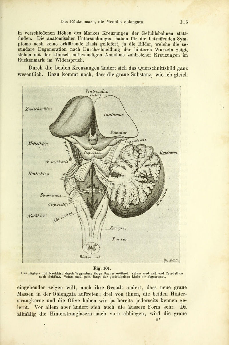 in verschiedenen Höhen des Markes Kreuzungen der Gefühlsbahnen statt- finden. Die anatomischen Untersuchungen haben für die betreffenden Sym- ptome noch keine erklärende Basis geliefert, ja die Bilder, welche die se- cundäre Degeneration nach Durchschneidung der hinteren Wurzeln zeigt, stehen mit der klinisch nothwendigen Annahme zahlreicher Kreuzungen im Rückenmark im Widerspruch. Durch die beiden Kreuzungen ändert sich das Querschnittsbild ganz wesentlich. Dazu kommt noch, dass die graue Substanz, wie ich gleich —_ j Ventrtculus I JüickenTTLcwk, , i ' ■ _________ ■ ]^Bis5nhari\\. | Fig. 101. Das Hinter- und Nachhirn durch Wegnahme ihres Daches eröffnet. Velum med. ant. und Cerebellum noch sichtbar. Velum med. post. längs der gestrichelten Linie a b abgetrennt. eingehender zeigen will, auch ihre Gestalt ändert, dass neue graue Massen in der Oblongata auftreten; drei von ihnen, die beiden Hinter- strangkerne und die Olive haben wir ja bereits jederseits kennen ge- lernt. Vor allem aber ändert sich auch die äussere Form sehr. Da allmälig die Hinterstrangfasern nach vorn abbiegen, wird die graue