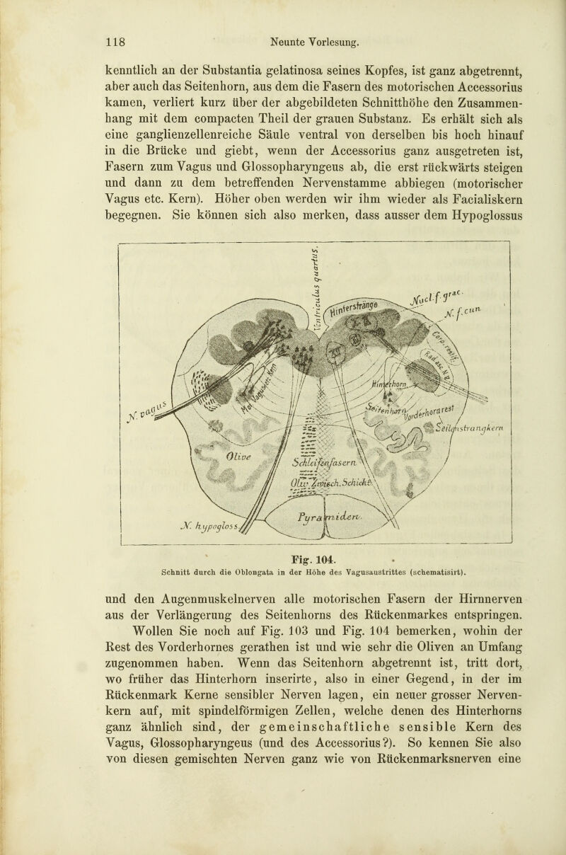kenntlicli an der Substantia gelatinosa seines Kopfes, ist ganz abgetrennt, aber auch das Seitenhorn, aus dem die Fasern des motorischen Accessorius kamen, verliert kurz über der abgebildeten Schnitthöhe den Zusammen- hang mit dem compacten Theil der grauen Substanz. Es erhält sich als eine ganglienzellenreiche Säule ventral von derselben bis hoch hinauf in die Brücke und giebt, wenn der Accessorius ganz ausgetreten ist, Fasern zum Vagus und Glossopharyngeus ab, die erst rückwärts steigen und dann zu dem betreffenden Nervenstamme abbiegen (motorischer Vagus etc. Kern). Höher oben werden wir ihm wieder als Facialiskern begegnen. Sie können sich also merken, dass ausser dem Hypoglossus Figr. 104. Schnitt durch die Oblongata in der Höhe des Vagusaustrittes (schematisirt). und den Augenmuskelnerven alle motorischen Fasern der Hirnnerven aus der Verlängerung des Seitenhorns des Rückenmarkes entspringen. Wollen Sie noch auf Fig. 103 und Fig. 104 bemerken, wohin der Rest des Vorderhornes gerathen ist und wie sehr die Oliven an Umfang zugenommen haben. Wenn das Seitenhorn abgetrennt ist, tritt dort, wo früher das Hinterhorn inserirte, also in einer Gegend, in der im Rückenmark Kerne sensibler Nerven lagen, ein neuer grosser Nerven- kern auf, mit spindelförmigen Zellen, welche denen des Hinterhorns ganz ähnlich sind, der gemeinschaftliche sensible Kern des Vagus, Glossopharyngeus (und des Accessorius?). So kennen Sie also von diesen gemischten Nerven ganz wie von Rückenmarksnerven eine