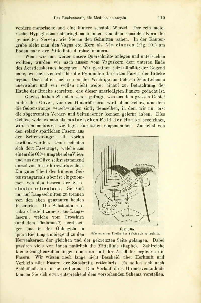 vordere motorische und eine hintere sensible Wurzel. Der rein moto- rische Hypoglossus entspringt nach innen von dem sensiblen Kern der gemischten Nerven, wie Sie an den Schnitten sahen. In der Rauten- grube sieht man den Vagus etc. Kern als Ala cinerea (Fig. 101) am Boden nahe der Mittellinie durchschimmern. Wenn wir nun weiter unsere Querschnitte anlegen und untersuchen wollten, würden wir nach aussen vom Vaguskern dem unteren Ende des Acusticuskernes begegnen. Wir gerathen jetzt allmälig der Gegend nahe, wo sich ventral über die Pyramiden die ersten Fasern der Brücke legen. Doch blieb noch so manches Wichtige aus tieferen Schnittebenen unerwähnt und wir wollen nicht weiter hinauf zur Betrachtung der Haube der Brücke schreiten, ehe dieser unerledigten Punkte gedacht ist. Gewiss haben Sie sich schon gefragt, was aus dem grossen Gebiet hinter den Oliven, vor den Hinterhörnern, wird, dem Gebiet, aus dem die Seitenstränge verschwunden sind; demselben, in dem wir nur erst die abgetrennten Vorder- und Seitenhörner kennen gelernt haben. Dies Gebiet, welches man als motorisches Feld der Haube bezeichnet, wird von mehreren wichtigen Faserarten eingenommen. Zunächst von den relativ spärlichen Fasern aus den Seitensträngen, die vorhin erwähnt wurden. Dann befinden sich dort Faserzüge, welche aus einem die Olive umgebendenVliess und aus der Olive selbst stammend dorsal von dieser hirnwärts ziehen. Ein guter Theil des früheren Sei- tenstrangareals aber ist eingenom- men von den Fasern der Sub- stantia reticularis. Sie sind nur auf Längsschnitten zu trennen von den eben genannten beiden Faserarten. Die Substantia reti- cularis besteht zumeist aus Längs- fasern , welche vom Grosshirn (und dem Thalamus?) herabstei- gen und in der Oblongata in quere Richtung umbiegend zu den Nervenkernen der gleichen und der gekreuzten Seite gelangen. Dabei passiren viele von ihnen natürlich die Mittellinie (Raphe). Zahlreiche kleine Ganglienzellen liegen ihnen an und ihre Ausläufer begleiten die Fasern. Wir wissen noch lange nicht Bescheid über Herkunft und Verbleib aller Fasern der Substantia reticularis. Es sollen sich auch Schleifenfasern in sie verlieren. Den Verlauf ihres Hirnnervenantheils können Sie sich etwa entsprechend dem vorstehenden Schema vorstellen. Fig^. 105. Schema eines Theiles der Substantia reticularis.