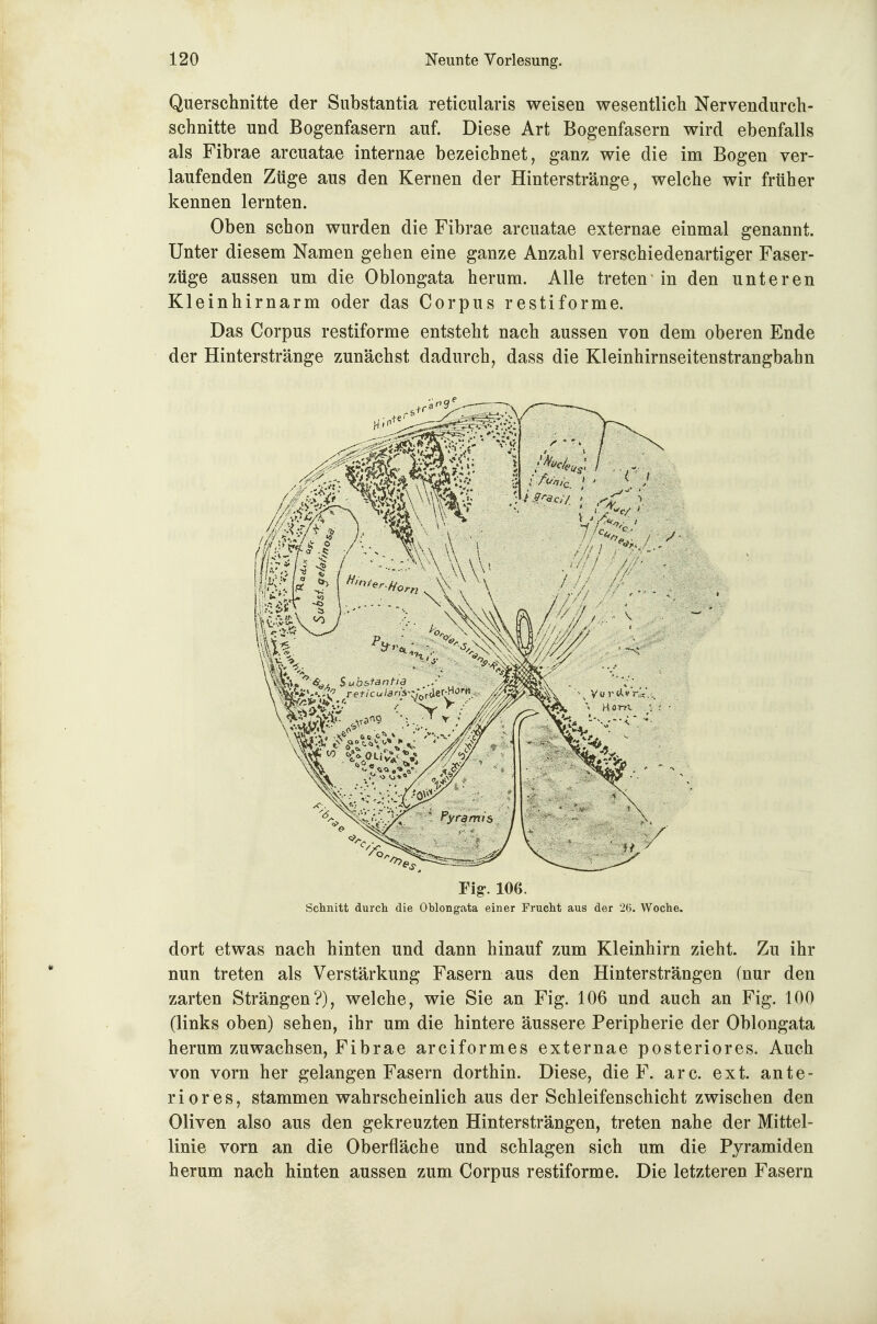 Querschnitte der Substantia reticularis weisen wesentlich Nervendurch- schnitte und Bogenfasern auf. Diese Art Bogenfasern wird ebenfalls als Fibrae arcuatae internae bezeichnet, ganz wie die im Bogen ver- laufenden Züge aus den Kernen der Hinterstränge, welche wir früher kennen lernten. Oben schon wurden die Fibrae arcuatae externae einmal genannt. Unter diesem Namen gehen eine ganze Anzahl verschiedenartiger Faser- züge aussen um die Oblongata herum. Alle treten' in den unteren Kleinhirnarm oder das Corpus restiforme. Das Corpus restiforme entsteht nach aussen von dem oberen Ende der Hinterstränge zunächst dadurch, dass die Kleinhirnseitenstrangbahn Fig-. 106. Schnitt durch die Oblongata einer Frucht aus der 26. Woche. dort etwas nach hinten und dann hinauf zum Kleinhirn zieht. Zu ihr nun treten als Verstärkung Fasern aus den Hintersträngen (nur den zarten Strängen?), welche, wie Sie an Fig. 106 und auch an Fig. 100 (links oben) sehen, ihr um die hintere äussere Peripherie der Oblongata herum zuwachsen, Fibrae arciformes externae posteriores. Auch von vorn her gelangen Fasern dorthin. Diese, die F. arc. ext. ante- riores, stammen wahrscheinlich aus der Schleifenschicht zwischen den Oliven also aus den gekreuzten Hintersträngen, treten nahe der Mittel- linie vorn an die Oberfläche und schlagen sich um die Pyramiden herum nach hinten aussen zum Corpus restiforme. Die letzteren Fasern