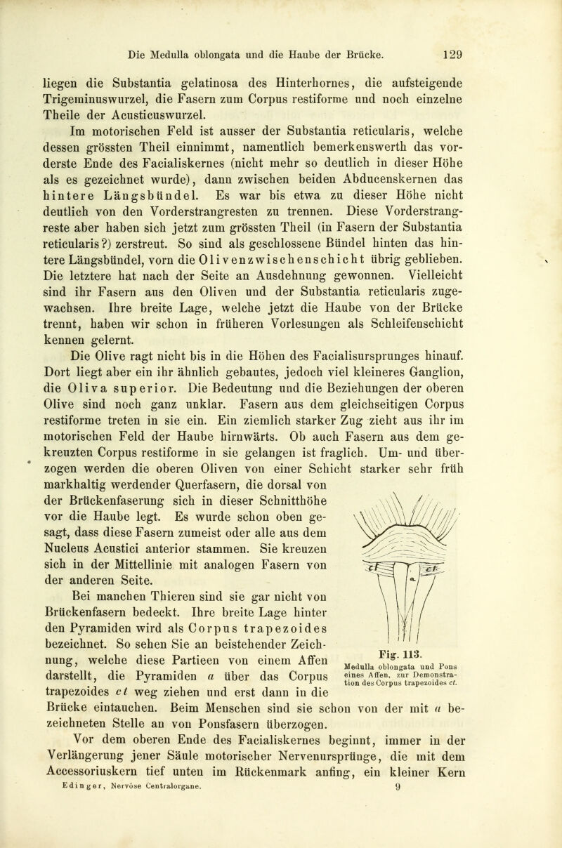 liegen die Substantia gelatinosa des Hinterhornes, die aufsteigende Trigeminuswurzel, die Fasern zum Corpus restiforme und noch einzelne Theile der Acusticuswurzel. Im motorischen Feld ist ausser der Substantia reticularis, welche dessen grössten Theil einnimmt, namentlich bemerkenswerth das vor- derste Ende des Facialiskernes (nicht mehr so deutlich in dieser Höhe als es gezeichnet wurde), dann zwischen beiden Abducenskernen das hintere Längsbündel. Es war bis etwa zu dieser Höhe nicht deutlich von den Vorderstrangresten zu trennen. Diese Vorderstrang- reste aber haben sich jetzt zum grössten Theil (in Fasern der Substantia reticularis ?) zerstreut. So sind als geschlossene Bündel hinten das hin- tere Längsbündel, vorn die Olivenzwischenschicht übrig geblieben. Die letztere hat nach der Seite an Ausdehnung gewonnen. Vielleicht sind ihr Fasern aus den Oliven und der Substantia reticularis zuge- wachsen. Ihre breite Lage, welche jetzt die Haube von der Brücke trennt, haben wir schon in früheren Vorlesungen als Schleifenschicht kennen gelernt. Die Olive ragt nicht bis in die Höhen des Facialisursprunges hinauf. Dort liegt aber ein ihr ähnlich gebautes, jedoch viel kleineres Ganglion, die Oliva superior. Die Bedeutung und die Beziehungen der oberen Olive sind noch ganz unklar. Fasern aus dem gleichseitigen Corpus restiforme treten in sie ein. Ein ziemlich starker Zug zieht aus ihr im motorischen Feld der Haube hirnwärts. Ob auch Fasern aus dem ge- kreuzten Corpus restiforme in sie gelangen ist fraglich. Um- und über- zogen werden die oberen Oliven von einer Schicht starker sehr früh markhaltig werdender Querfasern, die dorsal von der Brückenfaserung sich in dieser Schnitthöhe vor die Haube legt. Es wurde schon oben ge- sagt, dass diese Fasern zumeist oder alle aus dem Nucleus Acustici anterior stammen. Sie kreuzen sich in der Mittellinie mit analogen Fasern von der anderen Seite. Bei manchen Thieren sind sie gar nicht von Brückenfasern bedeckt. Ihre breite Lage hinter den Pyramiden wird als Corpus trapezoides bezeichnet. So sehen Sie an beistehender Zeich- nung, welche diese Partieen von einem Affen darstellt, die Pyramiden a über das Corpus trapezoides et weg ziehen und erst dann in die Brücke eintauchen. Beim Menschen sind sie schon von der mit a be- zeichneten Stelle an von Ponsfasern überzogen. Vor dem oberen Ende des Facialiskernes beginnt, immer in der Verlängerung jener Säule motorischer Nervenursprünge, die mit dem Accessoriuskern tief unten im Rückenmark anfing, ein kleiner Kern E ding er, Nervöse Centraiorgane. 9 Fl^. 113. Medulla oblongata und Pens eines Affen, zur Demonstra- tion des Corpus trapezoides ct.