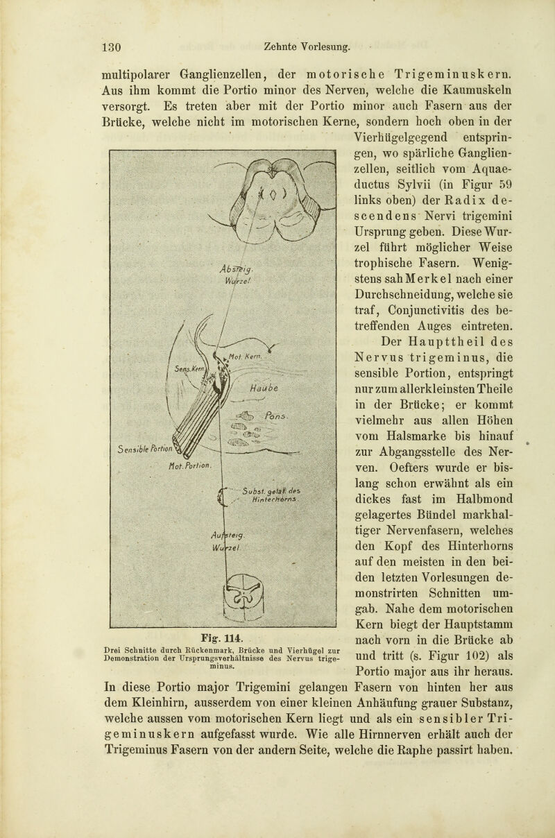 multipolarer Ganglienzellen, der motorische Trigeminuskern. Aus ihm kommt die Portio minor des Nerven, welche die Kaumuskeln versorgt. Es treten aber mit der Portio minor auch Fasern aus der Brücke, welche nicht im motorischen Kerne, sondern hoch oben in der Vierhtigelgegend entsprin- gen, wo spärliche Ganglien- zellen, seitlich vom Aquae- ductus Sylvii (in Figur 59 links oben) der E ad ix de- scendens Nervi trigemini Ursprung geben. Diese Wur- zel führt möglicher Weise trophische Fasern. Wenig- stens sah Merkel nach einer Durchschneidung, welche sie traf, Conjunctivitis des be- treffenden Auges eintreten. Der Haupttheil des Nervus trigeminus, die sensible Portion, entspringt nur zum allerkleinsten Theile in der Brücke; er kommt vielmehr aus allen Höhen vom Halsmarke bis hinauf zur Abgangsstelle des Ner- ven. Oefiers wurde er bis- lang schon erwähnt als ein dickes fast im Halbmond gelagertes Bündel markhal- tiger Nervenfasern, welches den Kopf des Hinterhorns auf den meisten in den bei- den letzten Vorlesungen de- monstrirten Schnitten um- gab. Nahe dem motorischen Kern biegt der Hauptstamm nach vorn in die Brücke ab und tritt (s. Figur 102) als Portio major aus ihr heraus. In diese Portio major Trigemini gelangen Fasern von hinten her aus dem Kleinhirn, ausserdem von einer kleinen Anhäufung grauer Substanz, welche aussen vom motorischen Kern liegt und als ein sensibler Tri- geminuskern aufgefasst wurde. Wie alle Hirnnerven erhält auch der Trigeminus Fasern von der andern Seite, welche die Raphe passirt haben. Sensible fortton^ Hof,Porfton, Fig-. 114. Drei Schnitte durch Rückenmark, Brücke und Vierhügel zur Demonstration der Ursprungsverhältnisse des Nervus trige- minus.