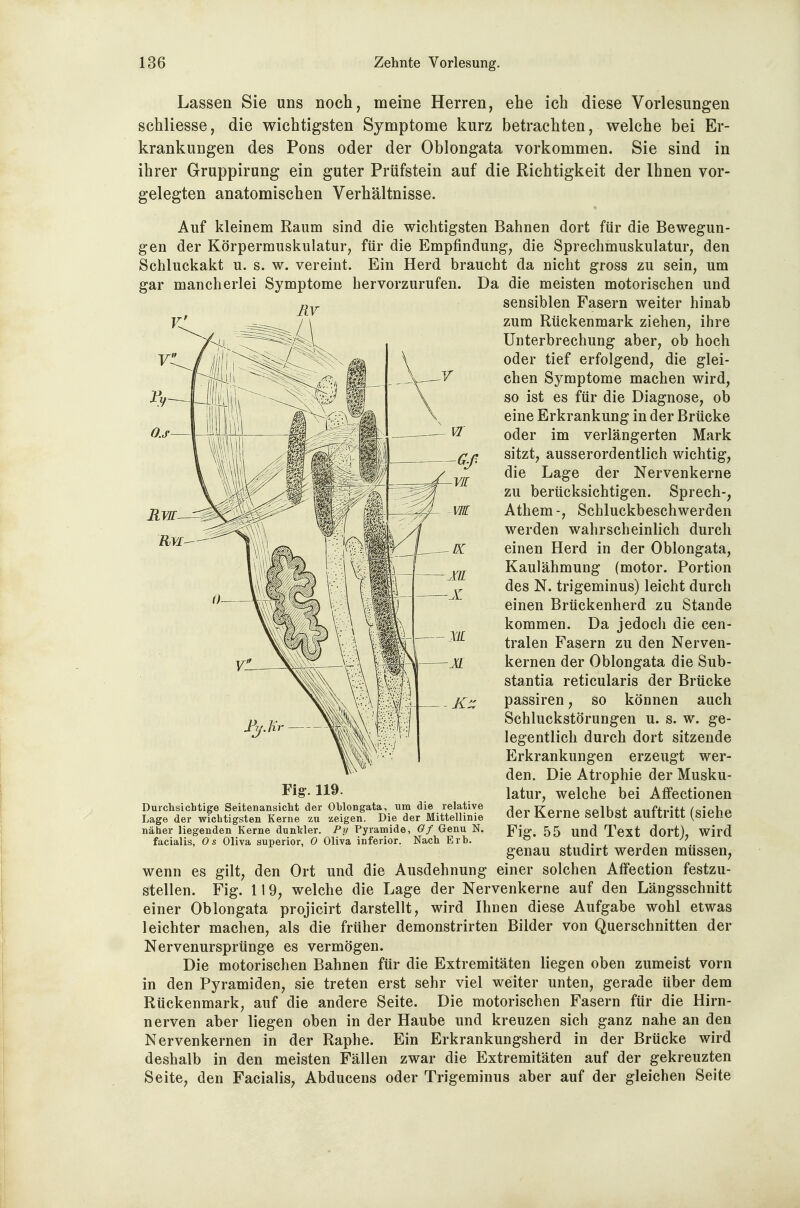 Lassen Sie uns noch, meine Herren, ehe ich diese Vorlesungen schliesse, die wichtigsten Symptome kurz betrachten, welche bei Er- krankungen des Pons oder der Oblongata vorkommen. Sie sind in ihrer Gruppirung ein guter Prüfstein auf die Richtigkeit der Ihnen vor- gelegten anatomischen Verhältnisse. Auf kleinem Raum sind die wichtigsten Bahnen dort für die Bewegun- gen der Körpermuskulatur, für die Empfindung, die Sprechmuskulatur, den Schluckakt u. s. w. vereint. Ein Herd braucht da nicht gross zu sein, um gar mancherlei Symptome hervorzurufen. Da die meisten motorischen und sensiblen Fasern weiter hinab zum Rückenmark ziehen, ihre Unterbrechung aber, ob hoch oder tief erfolgend, die glei- chen Symptome machen wird, so ist es für die Diagnose, ob eine Erkrankung in der Brücke oder im verlängerten Mark sitzt, ausserordentlich wichtig, die Lage der Nervenkerne zu berücksichtigen. Sprech-, Athem-, Schluckbeschwerden werden wahrscheinlich durch einen Herd in der Oblongata, Kaulähmung (motor. Portion des N. trigeminus) leicht durch einen Brückenherd zu Stande kommen. Da jedoch die cen- tralen Fasern zu den Nerven- kernen der Oblongata die Sub- stantia reticularis der Brücke passiren, so können auch Schluckstörungen u. s. w. ge- legentlich durch dort sitzende Erkrankungen erzeugt wer- den. Die Atrophie der Musku- latur, welche bei Aflfectionen der Kerne selbst auftritt (siehe Fig. 55 und Text dort), wird genau studirt werden müssen, wenn es gilt, den Ort und die Ausdehnung einer solchen AfFection festzu- stellen. Fig. 11 9, welche die Lage der Nervenkerne auf den Längsschnitt einer Oblongata projicirt darstellt, wird Ihnen diese Aufgabe wohl etwas leichter machen, als die früher demonstrirten Bilder von Querschnitten der Nervenursprünge es vermögen. Die motorischen Bahnen für die Extremitäten liegen oben zumeist vorn in den Pyramiden, sie treten erst sehr viel weiter unten, gerade über dem Rückenmark, auf die andere Seite. Die motorischen Fasern für die Hirn- nerven aber liegen oben in der Haube und kreuzen sich ganz nahe an den Nervenkernen in der Raphe. Ein Erkrankungsherd in der Brücke wird deshalb in den meisten Fällen zwar die Extremitäten auf der gekreuzten Seite, den Facialis, Abducens oder Trigeminus aber auf der gleichen Seite Fig. 119. Durchsichtige Seitenansicht der Ohlongata, um die relative Lage der wichtigsten Kerne zu -/eigen. Die der Mittellinie näher liegenden Kerne dunlder. Py Pyramide, Of Genu N. facialis, Os Oliva superior, 0 Oliva inferior. Nach Erh.
