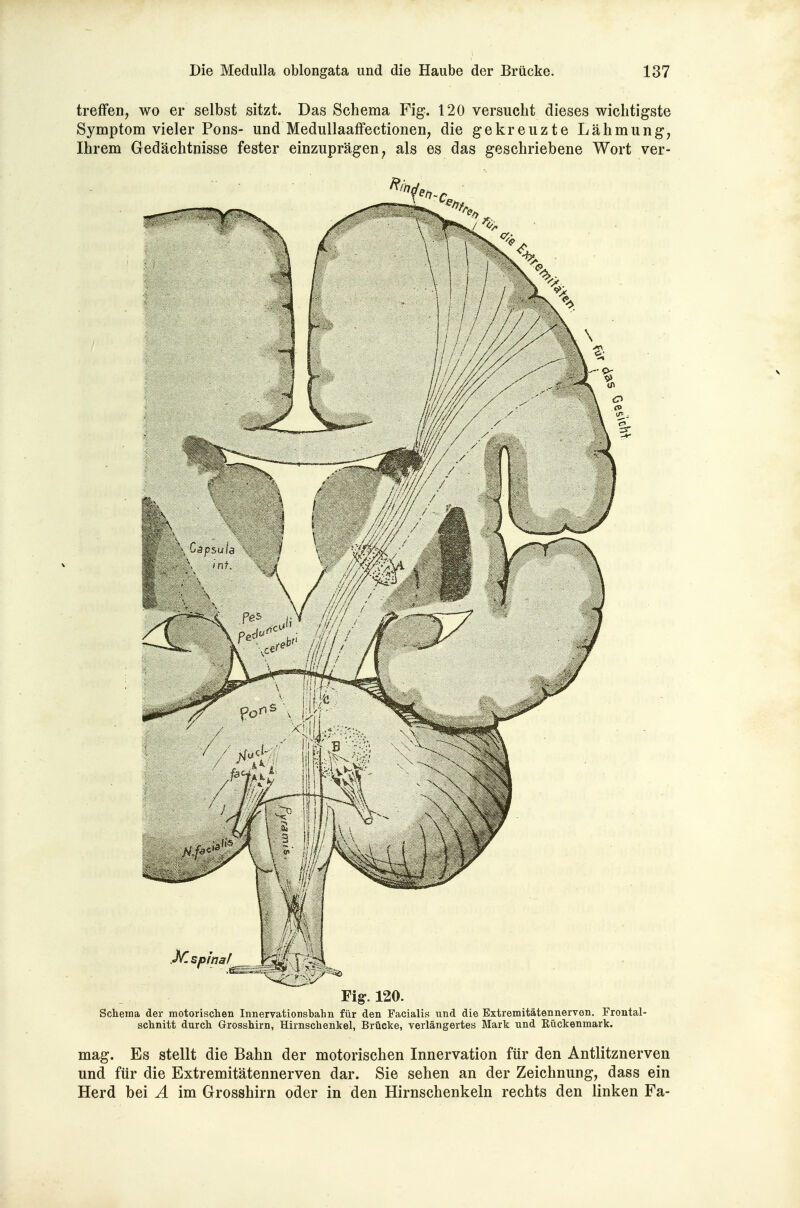 treffen, wo er selbst sitzt. Das Schema Fig. 120 versucht dieses wichtigste Symptom vieler Pons- und Medullaaffectionen, die gekreuzte Lähmung, Ihrem Gedächtnisse fester einzuprägen, als es das geschriebene Wort ver- Fig. 120. Schema der motorisclien Innervationsbalm für den Facialis und die Extremitätennerven. Frontal- sclinitt durch Grosshirn, Hirnschenkel, Brücke, verlängertes Mark und Kückenmark. mag. Es stellt die Bahn der motorischen Innervation für den Antlitznerven und für die Extremitätennerven dar. Sie sehen an der Zeichnung, dass ein Herd bei Ä im Grosshirn oder in den Hirnschenkeln rechts den linken Fa-