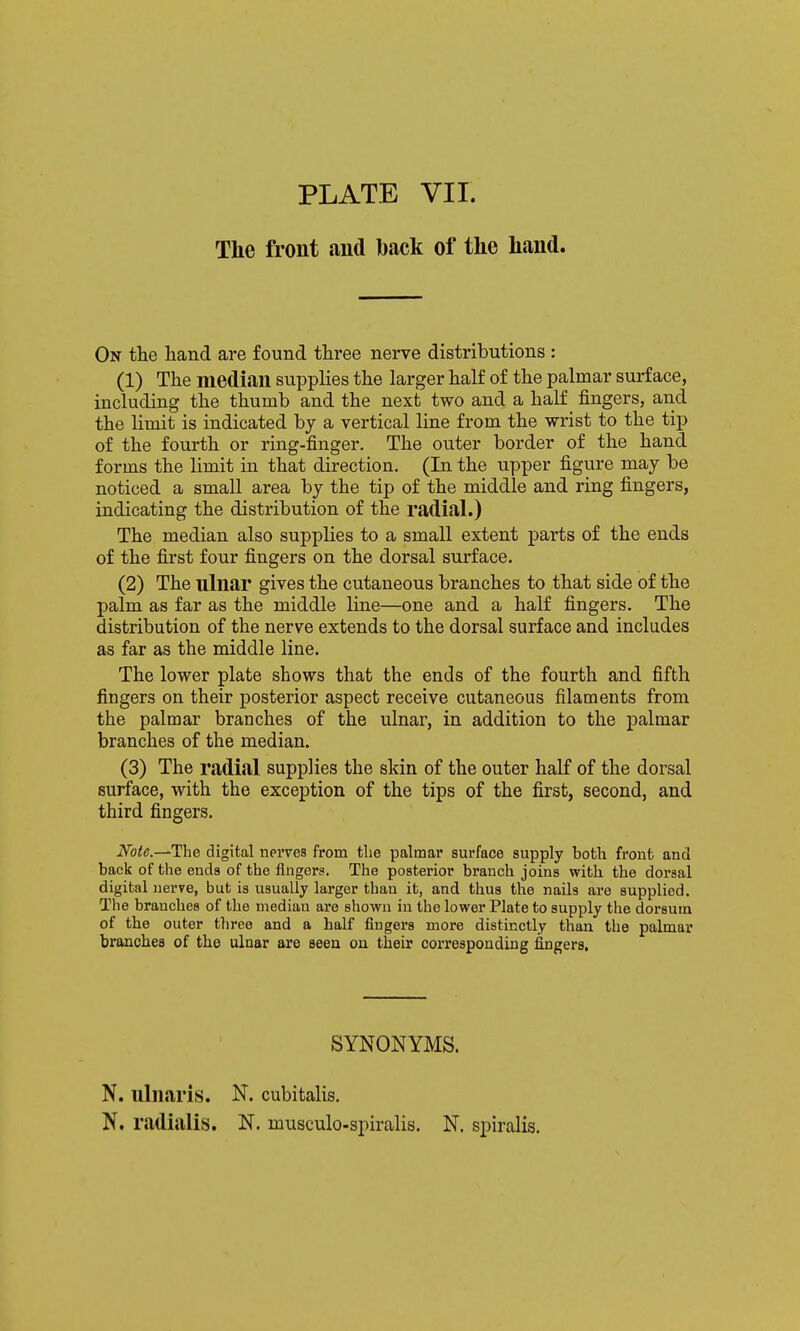 The front and back of the hand. On the hand ai'e found three nerve distributions : (1) The median supplies the larger half of the palmar surface, including the thumb and the next two and a half fingers, and the limit is indicated by a vertical line from the wrist to the tip of the fourth or ring-finger. The outer border of the hand forms the limit in that direction. (In the upper figure may be noticed a small area by the tip of the middle and ring fingers, indicating the distribution of the radial.) The median also supplies to a small extent parts of the ends of the first four fingers on the dorsal surface. (2) The ulnar gives the cutaneous branches to that side of the palm as far as the middle line—one and a half fingers. The distribution of the nerve extends to the dorsal surface and includes as far as the middle line. The lower plate shows that the ends of the fourth and fifth fingers on their posterior aspect receive cutaneous filaments from the palmar branches of the ulnar, in addition to the palmar branches of the median. (3) The radial supplies the skin of the outer half of the dorsal surface, with the exception of the tips of the first, second, and third fingers. Note.—The digital nerves from the palmar surface supply both front and back of the ends of the fingers. The posterior branch joins with the dorsal digital nerve, but is usually larger than it, and thus the nails are supplied. The branches of the median are shown in the lower Plate to supply the dorsum of the outer tliree and a half fingers more distinctly than the palmar branches of the ulnar are seen on their corresponding fingers. SYNONYMS. N. ulnaris. N. cubitalis. N. radialis. N. musculo-spiralis. N. spiralis.