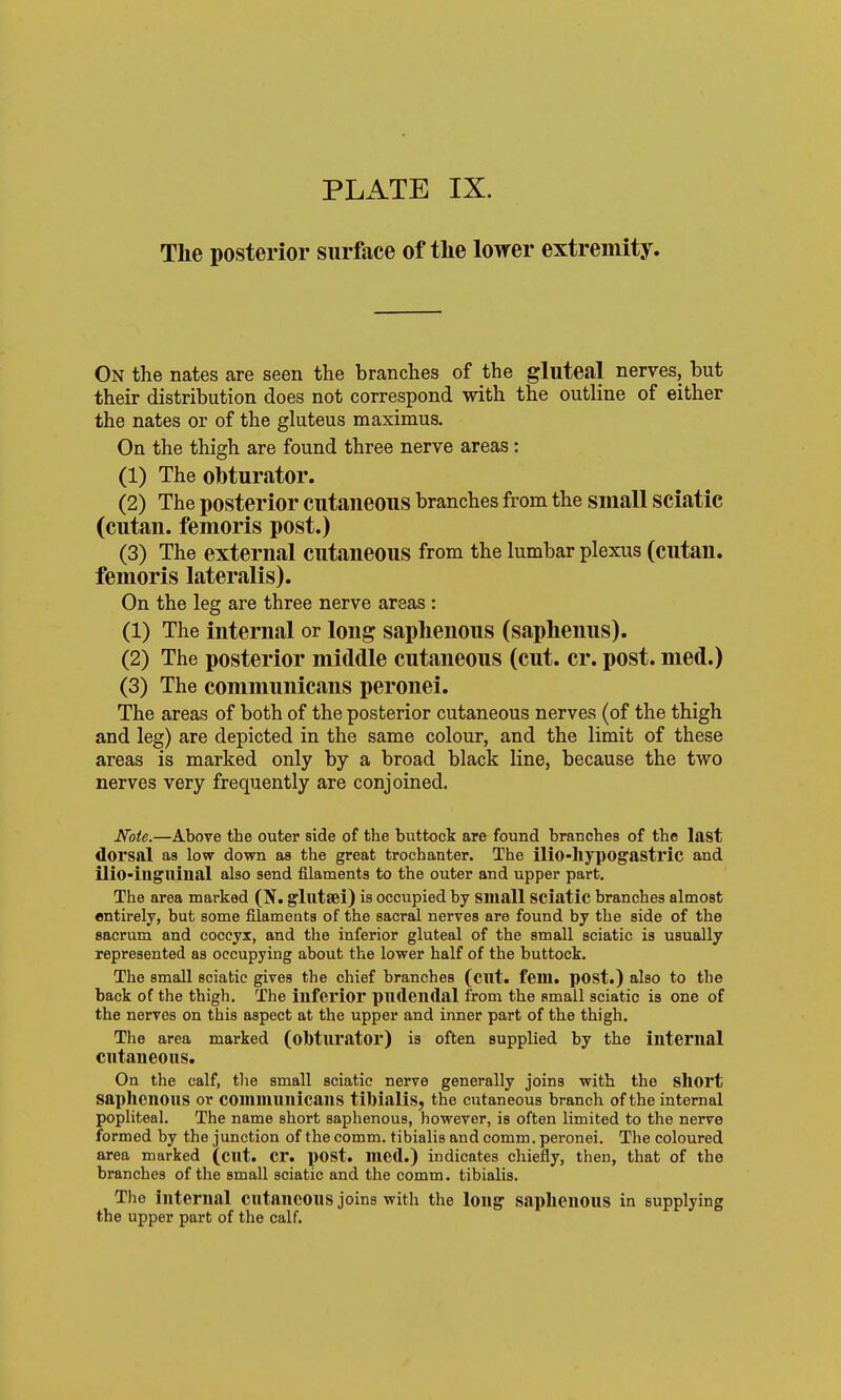 The posterior surface of tlie lower extremity, On the nates are seen the branches of the gluteal nerves, but their distribution does not correspond with the outline of either the nates or of the gluteus maximus. On the thigh are found three nerve areas: (1) The olbturator. (2) The posterior cutaneous branches from the small sciatic (cutan. femoris post.) (3) The external cutaneous from the lumbar plexus (cutan. femoris lateralis). On the leg are three nerve areas : (1) The internal or long saphenous (saphenus). (2) The posterior middle cutaneous (cut. cr. post, med.) (3) The communicans peronei. The areas of both of the posterior cutaneous nerves (of the thigh and leg) are depicted in the same colour, and the limit of these areas is marked only by a broad black line, because the two nerves very frequently are conjoined. Note.—Above the outer side of the buttock are found branches of the last dorsal as low down as the great trochanter. The ilio-liypog'astric and ilio-ingninal also send filaments to the outer and upper part. The area marked (N. glutsei) is occupied by small Sciatic branches almost entirely, but some filameats of the sacral nerves are found by the side of the sacrum and coccyx, and the inferior gluteal of the small sciatic is usually represented as occupying about the lower half of the buttock. The small sciatic gives the chief branches (cut. fem. post.) also to the back of the thigh. The inferior pudendal from the small sciatic is one of the nerves on this aspect at the upper and inner part of the thigh. The area marked (obturator) is often supplied by the internal cutaneous. On the calf, tlie small sciatic nerve generally joins with the sliort saphenous or communicans tibialis, the cutaneous branch of the internal popliteal. The name short saphenous, however, is often limited to the nerve formed by the junction of the comm. tibialis and comm. peronei. The coloured area marked (cut. cr. post, med.) indicates chiefly, then, that of the branches of the small sciatic and the comm. tibialis. The internal cutaneous joins with the long saplieuous in supplying the upper part of the calf.
