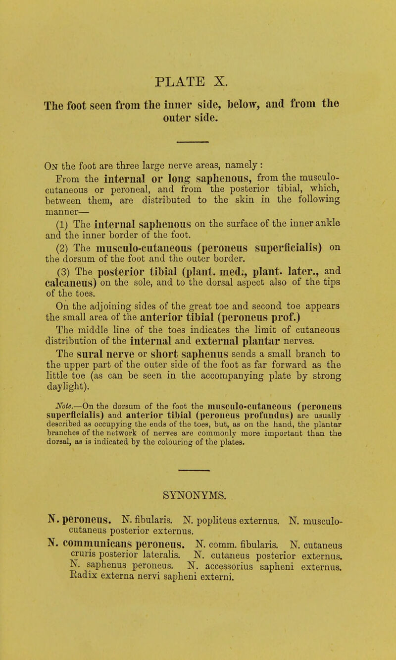 The foot seen from the inner side, below, and from the outer side. On the foot are three large nerve areas, namely: From the internal or long saphenous, from the musculo- cutaneous or peroneal, and from the posterior tibial, which, between them, are distributed to the skin in the following manner— (1) The internal saphenous on the surface of the inner ankle and the inner border of the foot. (2) The musculo-cutaneous (peroneus superflcialis) on the dorsum of the foot and the outer border. (3) The posterior tibial (plant, med;, plant, later., and calcaneus) on the sole, and to the dorsal aspect also of the tips of the toes. On the adjoining sides of the great toe and second toe appears the small area of the anterior tibial (peroueus prof.) The middle line of the toes indicates the limit of cutaneous distribution of the internal and external plantar nerves. The sural nerve or short saphenus sends a small branch to the upper part of the outer side of the foot as far forward as the little toe (as can be seen in the accompanying plate by strong daylight). Note.—On the dorsum of the foot the musculo-Cutaneous (peroneus superflcialis) and anterior tibial (peroueus profundus) are usually described as occupying the ends of the toes, but, as on the hand, the plantar branches of the network of nerves are commonly more important thaa the dorsal, as is indicated by the colouring of the plates. SYNONYMS. N. peroneus. N. fibularis. N. popliteus externus. N. musculo- cutaneus posterior externus. N. communicans peroneus. N. comm. fibularis. N. cutaneus cruris posterior lateralis. N. cutaneus posterior externus. N. saphenus peroneus, N. accessorius sapheni externus. Radix externa nervi sapheni externi.