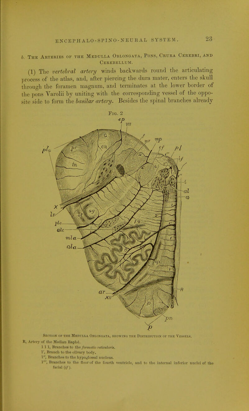 b. The Arteries of the Medulla Oblongata, Pons, Crura Cerebri, and Cerebellum. (1) The vertebral artery winds backwards round the articulating process of the atlas, and, after piercing the dura mater, enters the skull through the foramen magnum, and terminates at the lower border of the pens Varolii by uniting with the corresponding vessel of the oppo- site side to form the basilar artery. Besides the spinal branches already Fig. 2 Section of the Medulla Oblongata, showing the Distribution ok the Vessels. K, Artery of the Median Raphe. Ill, Brunches to the formalin reticularis. V, Branch to the olivary hody. 1, Branches to tho hypoglossal nucleus. 1', Branches to tho floor of tho fourth ventricle, and to the internal inferior nuclei of tho facial (if).