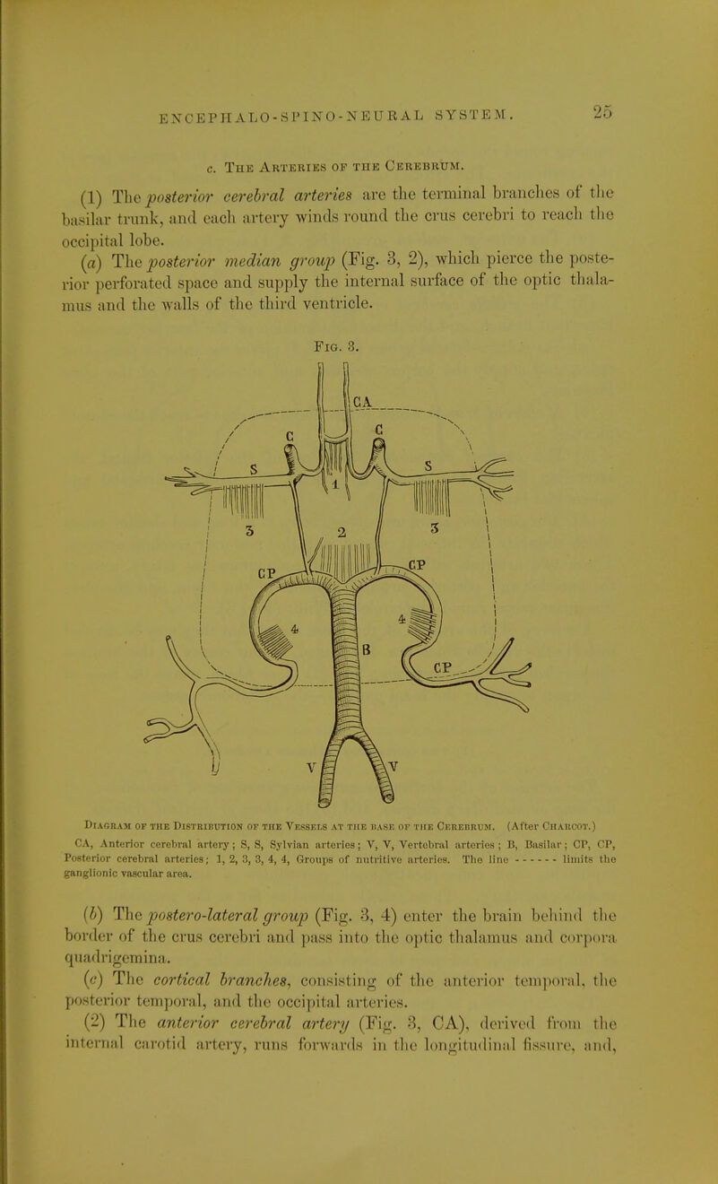 c. The Arteries of the Cerebrum. (1) The posterior cerebral arteries arc the terminal branches of the basilar trunk, and each artery winds round the crus cerebri to reach the occipital lobe. (a) The posterior median group (Fig. 3, 2), which pierce the poste- rior perforated space and supply the internal surface of the optic thala- mus and the walls of the third ventricle. Fig. 3. Diagram of the Distribution of the Vessels at the base of the Cerebrum. (After Charcot.) CA, Anterior cerebral artery; S, S, Sylvian arteries; V, V, Vertebral artories ; B, Basilar; CP, CP, Posterior cerebral arteries; 1, 2, 3, 3, 4, 4, Groups of nutritive arteries. The lino limits the ganglionic vascular area. (b) The postero-lateral group (Fig. 3, 4) enter the brain behind the bonier of the crus cerebri and pass into the optic thalamus and corpora quadrigemina. (c*) The cortical branches, consisting of the anterior temporal, the posterior temporal, and the occipital arteries. (2) The anterior cerebral artery (Fig. 8, CA), derived from the internal carotid artery, runs forwards in the longitudinal fissure, and,