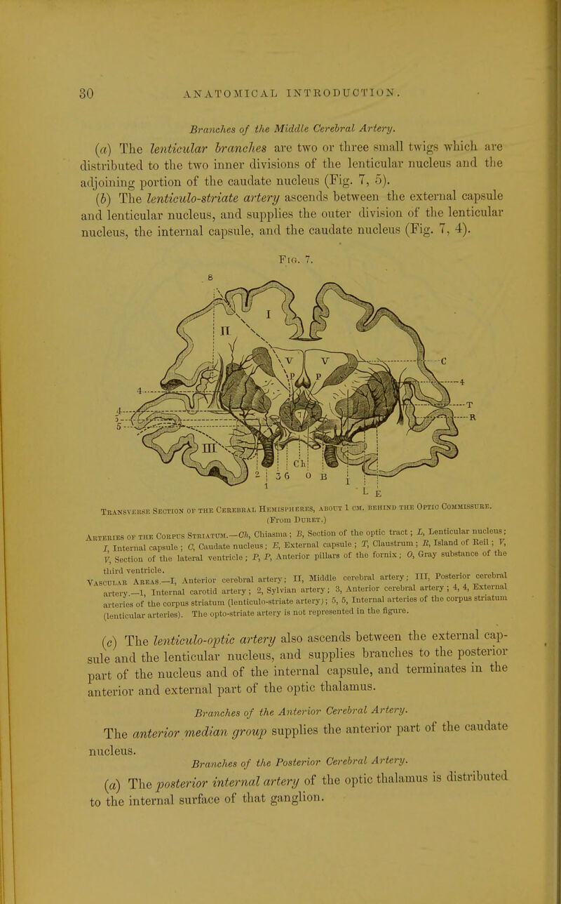 Branches of the Middle Cerebral Artery. (a) The lenticular branches are two or three small twigs which are distributed to the two inner divisions of the lenticular nucleus and the adjoining portion of the caudate nucleus (Fig. 7, 5). (b) The lenticulo-striate artery ascends between the external capsule and lenticular nucleus, and supplies the outer division of the lenticular nucleus, the internal capsule, and the caudate nucleus (Fig. 7, 4). Fro. 7. TiS5 Transverse Section of the Cerebral Hemispheres, about 1 cm. behind the Optic Commissure. (From Buret.) Akteries of the Corpus Striatum.-OA, Chiasnm; B, Section of the optic tract; L, Lenticular nucleus; / Internal capsule ; C, Caudate nucleus; E, External capsule ; T, Claustrum ; E, Island of Beil; V, V, Section of the lateral ventricle; P, P, Anterior pillars of the fornix; 0, Gray substance of the third ventricle. . , VASCULAR Areas.—I, Anterior cerebral artery; II, Middle cerebral artery; HI, Posterior cerebra ' al.tery _1 Internal carotid artery; 2, Sylvian artery; 3, Anterior cerebral artery ; 4, 4, External arteries of the corpus striatum (lenticulo-striate artery,; 5, 5, Internal arteries of the corpus striatum (lenticular arteries). The opto-striate artery is not represented in the figure. (c) The lenticulo-optic artery also ascends between the external cap- sule and the lenticular nucleus, and supplies branches to the posterior part of the nucleus and of the internal capsule, and terminates in the anterior and external part of the optic thalamus. Branches of the Anterior Cerebral Artery. The anterior median group supplies the anterior part of the caudate nucleus. Branches of the Posterior Cerebral Artery, {a) The posterior internal artery of the optic thalamus is distributed to the internal surface of that ganglion.