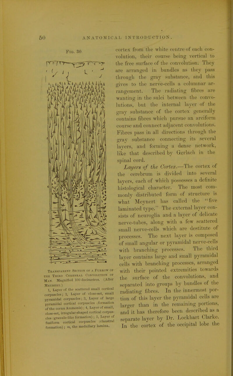 # Fig. 30. Transparent Section of a Furrow or the Third Cerebral Convolution of Man. Magnified 100 decimetres. (After Meynf.rt.) 1 Layer ill' the scattered small cortical corpuscles; 2, Layer of close-set, small pyramidal corpuscles; 3, Layer of largo pyramidal cortical corpuscles iformation of the cornuAmmonis); 4, Layer of small, close-sot, irregular-shaped cortical corpus- cles (granule-like formation) ; 5, Layer of fusiform cortical corpuscles (claustral formation); m, the medullary lamina. cortex from the white centre of each con- volution, their course being vertical to the free surface of the convolution. They are arranged in bundles as they pass through the gray substance, and this o-ives to the nerve-cells a columnar ar- rangement. The radiating fibres are wanting in the sulci between the convo- lutions, but the internal layer of the gray substance of the cortex generally contains fibres which pursue an arciform course and connect adjacent convolutions. Fibres pass in all directions through the gray substance connecting its several la vers, and forming a dense network, like that described by Gterlach in the spinal cord. Layers of the Cortex.—The cortex of the cerebrum is divided into several layers, each of which possesses a definite histological character. The most com- monly distributed form of structure is what Meynert has called the five laminated type. The external layer con- sists of neuroglia and a layer of delicate nerve-tubes, along with a few scattered small nerve-cells which are destitute of processes. The next layer is composed of small angular or pyramidal nerve-cells with branching processes. The third layer contains large and small pyramidal cells with branching processes, arranged with their pointed extremities towards the surface of the convolutions, and separated into groups by bundles of the radiating fibres. In the innermost por- tion of this layer the pyramidal cells are larger than in the remaining portions, and it has therefore been described as a separate layer by Dr. Lockharl Clarke. jn fche cortex of the occipital lobe the