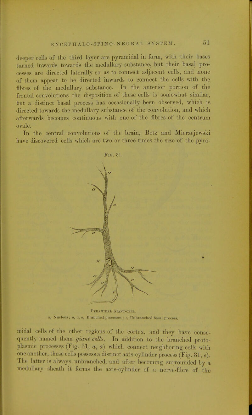 deeper cells of the third layer are pyramidal in form, with their bases turned inwards towards the medullary substance, but their basal pro- cesses are directed laterally so as to connect adjacent cells, and none of them appear to be directed inwards to connect the cells with the fibres of the medullary substance. In the anterior portion of the frontal convolutions the disposition of these cells is somewhat similar, but a distinct basal process has occasionally been observed, which is directed towards the medullary substance of the convolution, and which afterwards becomes continuous with one of the fibres of the centrum ovale. In the central convolutions of the brain, Betz and Mierzejewski have discovered cells which are two or three times the size of the pyra- Fig. 31. Pyramidal Giant-cell. n, Nucleus; o, a, a, Branched processes ; c, Unbranebed basal process. midal cells of the other regions of the cortex, and they have conse- quently named them giant cells. In addition to the branched proto- plasmic processes (Fig. 31, a, a) winch connect neighboring cells with one another, these cells possess a distinct axis-cylinder process (Fig. 31, <?). The latter is always iinhranched, and after becoming surrounded by a medullary sheath it forms the axis-cylinder of a nerve-fibre of the