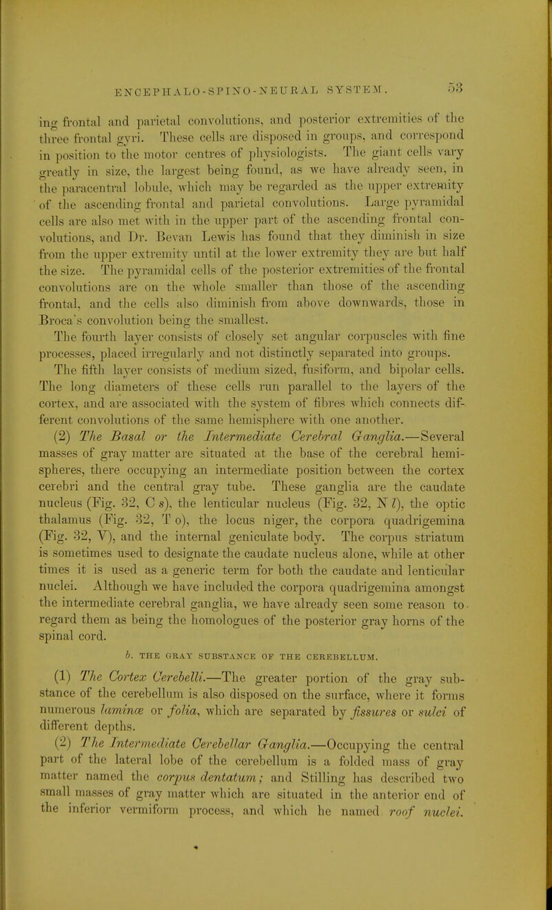 E X C E PH A LO-SP I NTO-NEURAL SYSTE M . ing frontal and parietal convolutions, and posterior extremities of the three frontal gyri. These colls arc disposed in groups, and correspond in position to the motor centres of physiologists. The giant cells vary greatly in size, the largest being found, as we have already seen, in the paracentral lobule, which may be regarded as the upper extremity of the ascending frontal and parietal convolutions. Large pyramidal cells are also met with in the upper part of the ascending frontal con- volutions, and Dr. Bevan Lewis has found that they diminish in size from the upper extremity until at the lower extremity they are but half the size. The pyramidal cells of the posterior extremities of the frontal convolutions are on the whole smaller than those of the ascending frontal, and the cells also diminish from above downwards, those in Broca's convolution being the smallest. The fourth layer consists of closely set angular corpuscles with fine processes, placed irregularly and not distinctly separated into groups. The fifth layer consists of medium sized, fusiform, and bipolar cells. The long diameters of these cells run parallel to the layers of the cortex, and are associated with the system of fibres which connects dif- ferent convolutions of the same hemisphere with one another. (2) The Basal or the Intermediate Cerebral Ganglia.—Several masses of gray matter are situated at the base of the cerebral hemi- spheres, there occupying an intermediate position between the cortex cerebri and the central gray tube. These ganglia are the caudate nucleus (Fig. 32, C s), the lenticular nucleus (Fig. 32, N 1), the optic thalamus (Fig. 32, T o), the locus niger, the corpora quadrigemina (Fig. 32, V), and the internal geniculate body. The corpus striatum is sometimes used to designate the caudate nucleus alone, while at other times it is used as a generic term for both the caudate and lenticular nuclei. Although we have included the corpora quadrigemina amongst the intermediate cerebral ganglia, we have already seen some reason to regard them as heing the homologues of the posterior gray horns of the spinal cord. h. THE GRAY SUBSTANCE OF THE CEREBELLUM. (1) The Cortex Cerebelli.—The greater portion of the gray sub- stance of the cerebellum is also disposed on the surface, where it forms numerous lamina? or folia, which are separated by fissures or sulci of different depths. (-) The Intermediate Cerebellar Ganglia.—Occupying the central part of the lateral lobe of the cerebellum is a folded mass of gray matter named the corpus dentatum; and Stilling has described two small masses of gray matter which are situated in the anterior end of the inferior vermiform process, and which he named roof nuclei.