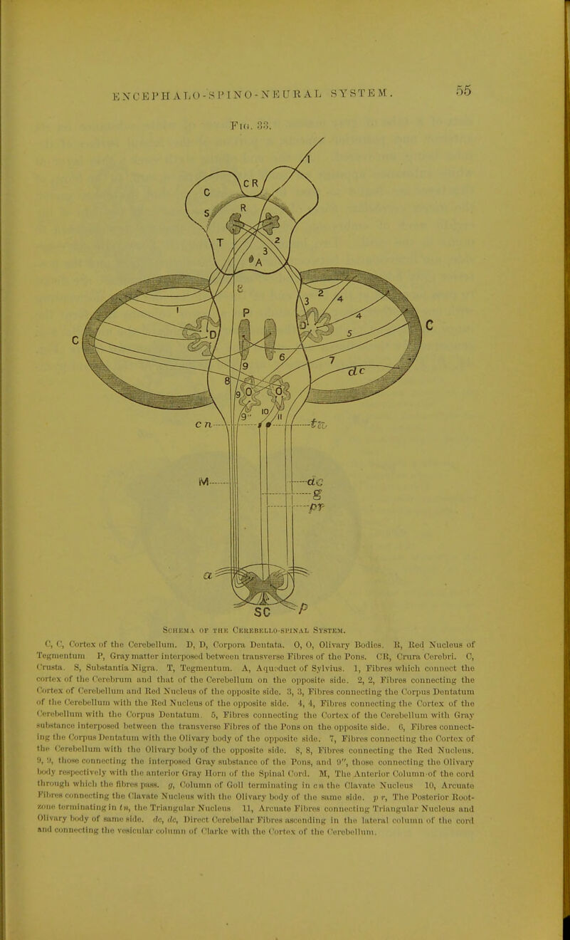 Schema of the Cerebello spinal System. C, C, Cortex of the Cerebellum. D, I), Corpora Dentata. 0,0, Olivary Bodies. K, Red N ucleus of Tegmentum P, Gray matter interposed between transverse Fibres of the Pons. CR, Crura Cerebri. C, Crasta s. Substantia Nigra. T, Tegmentum. A, Aqupduct of Sylvius. 1, Fibres which connect the cortex of the Cerebrum and that of the Cerebellum on the opposite side. 2, 2, Fibres connecting the 1 ortes of Cerebellum and Red Nucleus of the opposite side. 3, 3, Fibres connecting the < lorpus Dentatum of the < lerebellum with the Red Nucleus of the opposite side. -I, 1, Fibres connecting the t lortex of the Cerebellum with the Corpus Dentatum. 5, Fibres connecting the Cortex of the Cerebellum with Gray substance interposed between the transverse Fibres of the Pons on the opposite side. G, Fibres connect- ing the Corpus Dentatum with the Olivary body of the opposite side. 7, Fibres connecting the Cortex of the Cerebellum with the Olivary body of the opposite side. 8, 8, Fibres connecting the Red Nucleus. 0, 9, those connecting the interposed Gray substance of the Pons, and 9, those connecting the Olivary body respectively with the anterior Gray liorn of the Spinal Cord. M, The Anterior Colunin of the cord through which the fibres pass, g, Column of Goll terminating Inert the Clavate Nucleus 10, Arcuato Fibres connecting the Clavate Nucleus with the Olivary body of the same sido. p r, The Posterior Root- zone terminating in tn, the Triangular Nucleus 11, Arcuato Fibres connecting Triangular Nucleus and Olivary body of same side, dc, dc, Direct Cerebellar Fibres ascending in the lateral column of the cord and connecting the vesicular column of Clarke with the OortflS of the Cerebellum,