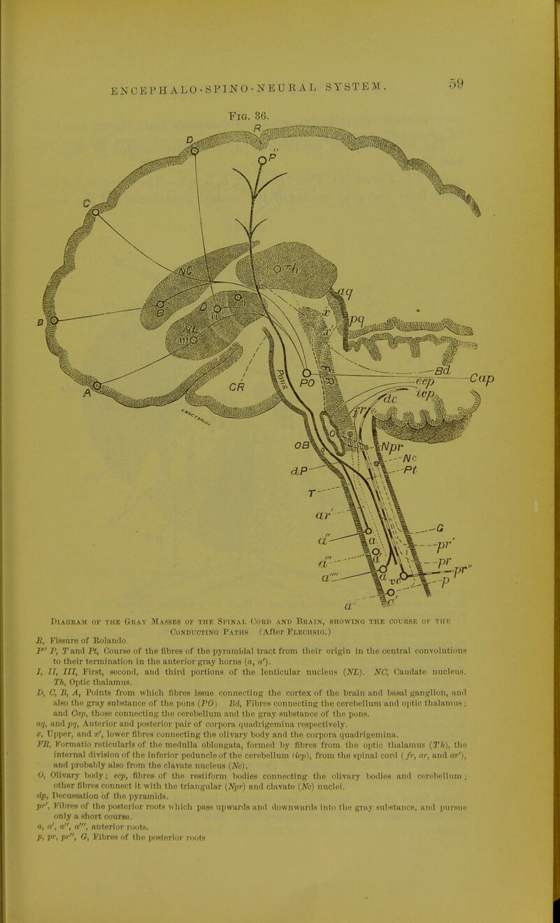 Fig. 36. Diagram or the Gray Masses of the Spinal Cord and Brain, showing the course ok the Conducting Paths (After Flechsig.) if, Fissure of Rolando /' Pj Tand Pt, Course of the fibres of the pyramidal tract from their origin in the central convolutions to their termination in the anterior gray horns (a, a'). I, II, III, First, second, and third portions of the lenticular nucleus (NL). JVC, Caudate nucleus. Th, Optic thalamus. D, C, B, A, Points from which fibres issue connecting the cortex of the brain and bnsal ganglion, and also the gray substance of the pons (PO) Bd, Fibres connecting the cerebellum and optic thalamus ; and Cap, those connecting the cerebellum and the gray substance of the pons. aq, timlpq, Anterior and posterior pair of corpora quadrigemina respectively. ••• ' ilower fibres connecting the olivary body and the corpora quadrigemina. FR, Formatio reticularis of the medulla oblongata, formed by fibres from the optic thalamus (Th), the internal division of the inferior peduncle of the cerebellum (top), from the spinal cord (/?•, ar, and or'), and probably also from tho clavate nucleus {No). 0, Olivary body; ecp, fibres of the rostiform bodies connecting the olivary bodies and cerebellum; other fibres connect it with tho triangular (Npr) and clavate (Nc) nuclei. dp, Decussation of tho pyramids. pr1, Fibres of the posterior roots which pass upwards and downwards into the gray substance, and pursue only a short course. a, a', a, a', anterior roots. p, pr, pr, O, Fibres of the posterior roots