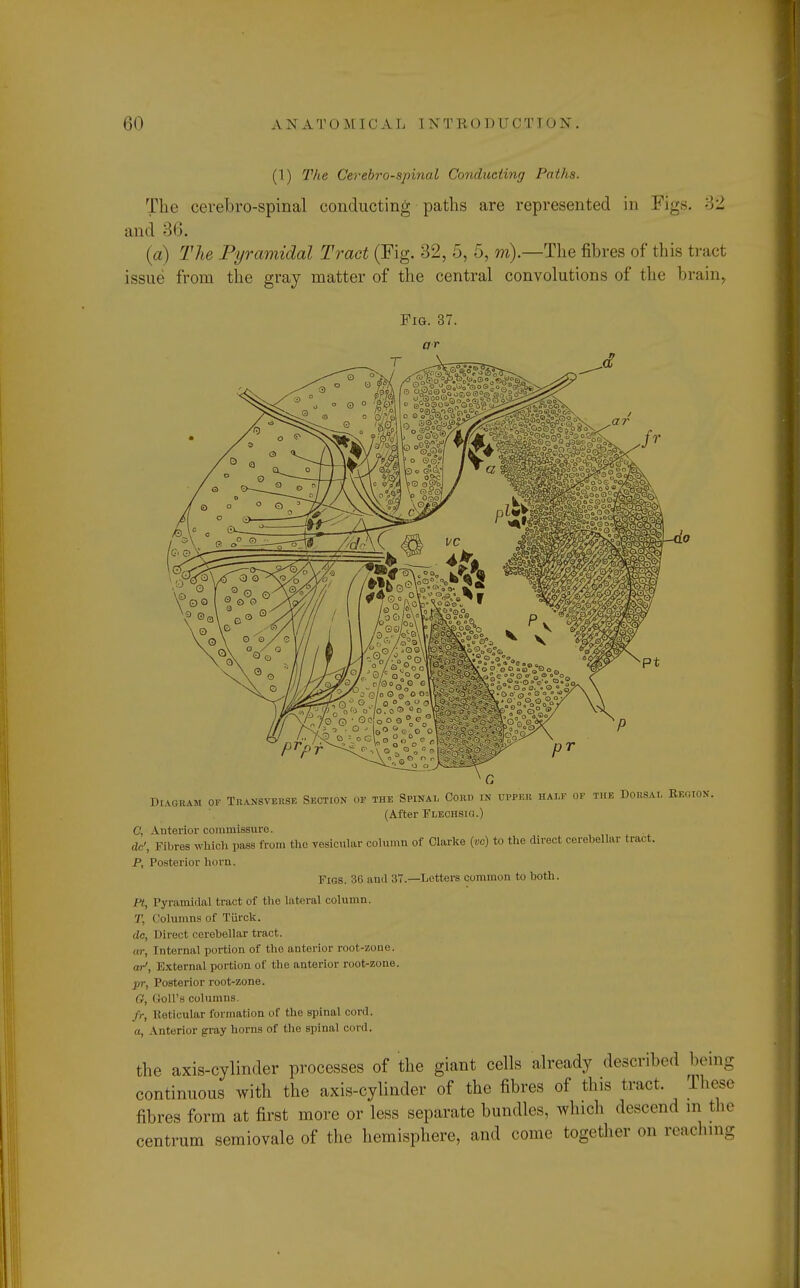 (1) The Cerebrospinal Conducting Paths. The cerebrospinal conducting paths are represented in Figs. 32 and 36. (a) The Pyramidal Tract (Fig. 32, 5, 5, w).—The fibres of this tract issue from the gray matter of the central convolutions of the brain, Diagram of Transverse Section of the Spinal Cord in upper half of the Dorsal Region. (After Flechsig.) r, interior commissure. dc', Fibres which pass from the vesicular column of Clarke («o) to the direct cerebellar tract. P, Posterior horn. Pios. 36 and 37.—Letters common to both. Pt, Pyramidal tract of the lateral column. V. Columns of Tiirck. do, Direct cerebellar tract. ar, Internal portion of the anterior root-zone. or1, External portion of the anterior root-zone. pr, Posterior root-zone. G, Goll's columns. fr, Reticular formation of the spinal cord. a, Anterior gray horns of the spinal cord. the axis-cylinder processes of the giant cells already described being continuous with the axis-cylinder of the fibres of this tract. These fibres form at first more or less separate bundles, wind, descend in the centrum semiovale of the hemisphere, and come together on reaching