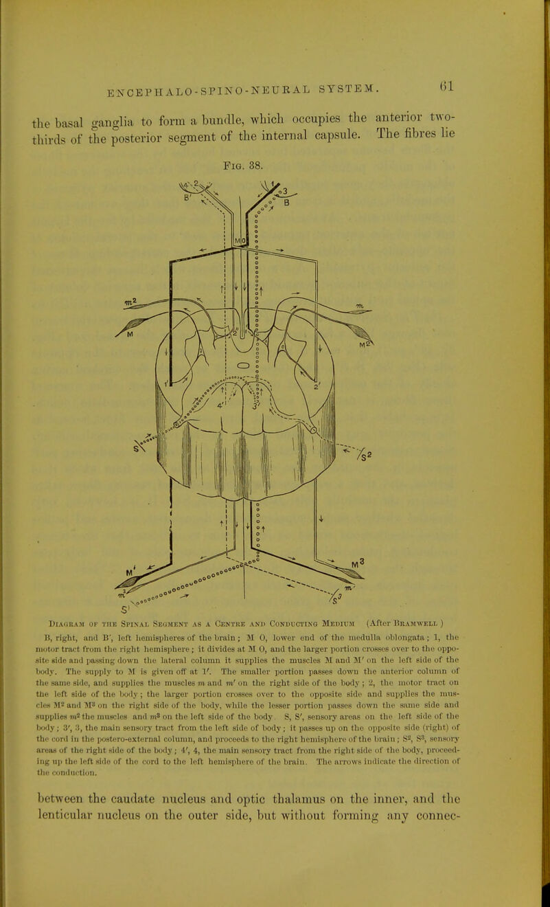 the basal ganglia to form a bundle, which occupies the anterior two- thirds of the posterior segment of the internal capsule. The fibres lie Fig. 38. Diagram of the Spinal Segment as a Centre and Conducting Medium (After I'.ramwkli. ) B, right, anil B', left hemispheres of the brain; M 0, lower end of the medulla oblongata; 1, the motor tract from the right hemisphere ; it divides at M 0, and the larger portion croBses over to the oppo- site side and passing down the lateral column it supplies the muscles M and 51' on the loft side of the body. The supply to M is given off at V. The smaller portion passes down the anterior column of the same side, and supplies the muscles m and m' on the right side of the body ; 2, the motor tract on the left side of the body ; the larger portion crosses over to the opposite side and supplies the mus- cles M2 and M8 on the right side of the body, while the lesser portion passes down the same side and supplies m2 the muscles and nfi on the left side of the body. S, S', sensory areas on the left side of the body ; 3', 3, the main sensory tract from the left side of body; it passes up on the opposite side (right) of the cord in the postero-external column, and proceeds to the right hemisphere of the brain ; S2, S3, sensory areas of the right side of the body; 4', 4, the main sensory tract from the right side of the body, proceed- ing up the left side of the cord to the left hemisphere of the brain. The arrows indicate the direction of the conduction. between the caudate nucleus and optic thalamus on the inner, and the lenticular nucleus on the outer side, but without forming any connec-