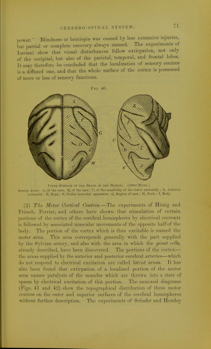 ,,o\ver.'' Blindness or hemiopia was caused by less extensive injuries, but partial or complete recovery always ensued. The experiments of Luciani show that visual disturbances follow extirpation, not only of the occipital, but also of the parietal, temporal, and frontal lobes. It may therefore be concluded that the localization of sensory centres is a diffused one, and that the whole surface of the cortex is possessed of more or less of sensory functions. Fig. 40. Upper Surface of the Brain of the Monkey. (After Munk.) Sensory Areas : A, of the eyes; B, of the ears ; C, of the sensibility of the lower extremity; D, Anterior extremity ; E, Head ; F, Ocular muscular apparatus; G, Begion of ears ; II, Neck; I, Body. (2) The Motor Cortical Centres.—The experiments of Hitzig and Fritsch, Ferrier, and others have shown that stimulation of certain portions of the cortex of the cerebral hemispheres by electrical currents is followed by associated muscular movements of the opposite half of the body. The portion of the cortex which is thus excitable is named the motor area. This area corresponds generally with the part supplied by the Sylvian artery, and also with the area in which the giant cells. already described, have been discovered. The portions of the cortex— the areas supplied by the anterior and posterior cerebral arteries—which do not respond to electrical excitation are called latent areas. It has also been found that extirpation of a, localized portion of the motor area causes paralysis of the muscles which are thrown into a state of spasm by electrical excitation of this portion. The annexed diagrams (Figs. 41 and 42) show the topographical distribution of these motor centres on the outer ami superior surfaces of the cerebral hemispheres without further description. The experiments of Schafer ami Horsley