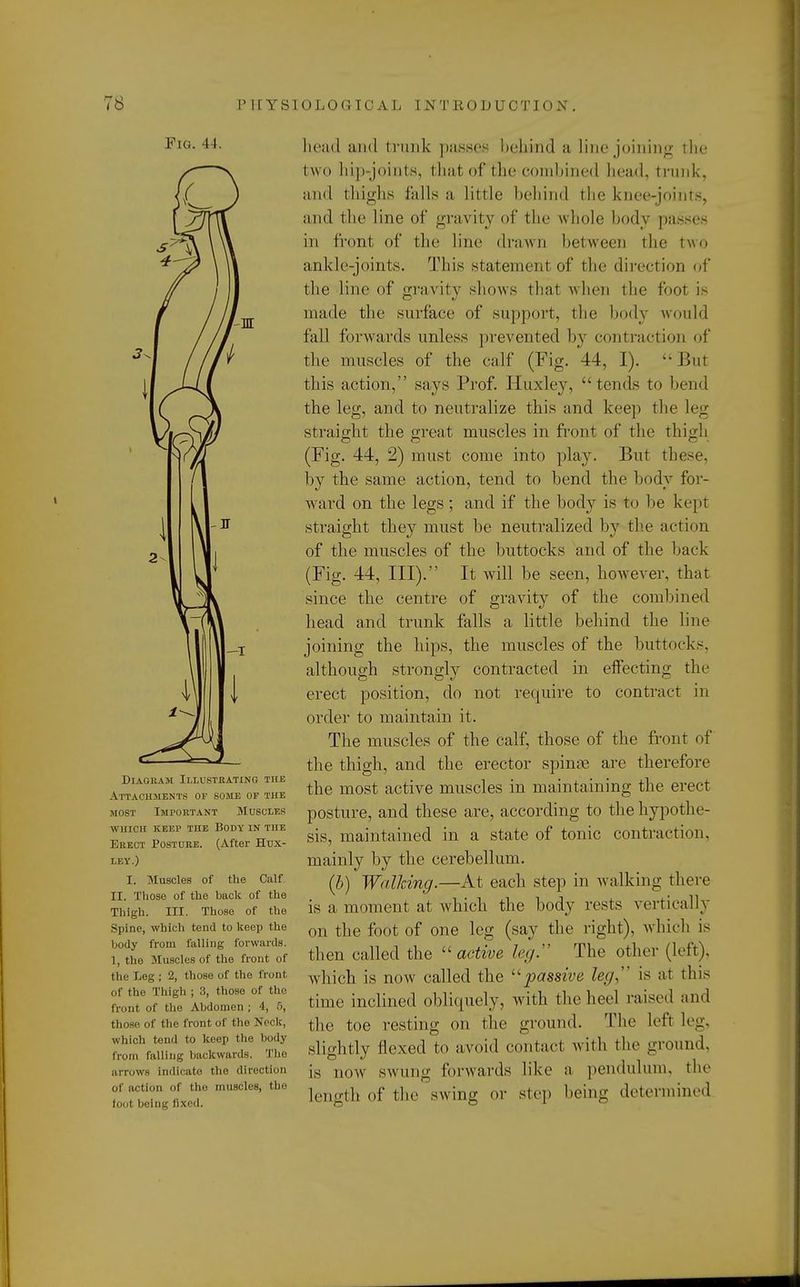 Pig. 11. ( Diagram Illustrating the Attachments of some of the most Important Muscles which keep the body in the Erect Posture. (After Hux- ley.) I. Muscles of the Calf II. Those of the hack of the Thigh. III. Those of the Spine, which tend to keep the body from falling forwards. 1, the Muscles of the front of the Leg ; 2, those of the front of the Thigh ; 3, those of the front of the Abdomen ; 4, 5, those of the front of the Neck, which tend to keep the body from falling backwards. The arrows indicate the direction of action of the muscles, the foot being fixed. head and trunk passes behind a line joining the two hip-joints, that of the combined head, trunk, and thighs hills a little behind the knee-joints, and the line of gravity of the whole body passes in front of the line drawn between the two ankle-joints. This statement of the direction of the line of gravity shows that when the foot is made the surface of support, the body would fall forwards unless prevented by contraction of the muscles of the calf (Fig. 44, I).  But this action, says Prof. Huxley, tends to bend the leg, and to neutralize this and keep the leg straight the great muscles in front of the thigh (Fig. 44, 2) must come into play. But these, by the same action, tend to bend the body for- ward on the legs; and if the body is to be kept straight they must be neutralized by the action of the muscles of the buttocks and of the back (Fig. 44, III). It will be seen, however, that since the centre of gravity of the combined head and trunk falls a little behind the line joining the hips, the muscles of the buttocks, although strongly contracted in effecting the erect position, do not require to contract in order to maintain it. The muscles of the calf, those of the front of the thigh, and the erector spinas are therefore the most active muscles in maintaining the erect posture, and these are, according to the hypothe- sis, maintained in a state of tonic contraction, mainly by the cerebellum. (b) Walking.—At each step in walking there is a moment at which the body rests vertically on the foot of one leg (say the right), which is then called the  active leg. The other (left), which is now called the passive leg, is at this time inclined obliquely, with the heel raised and the toe resting on the ground. The left leg, slightly flexed to avoid contact with the ground, is now swung forwards like a pendulum, the length of the swing or step being determined