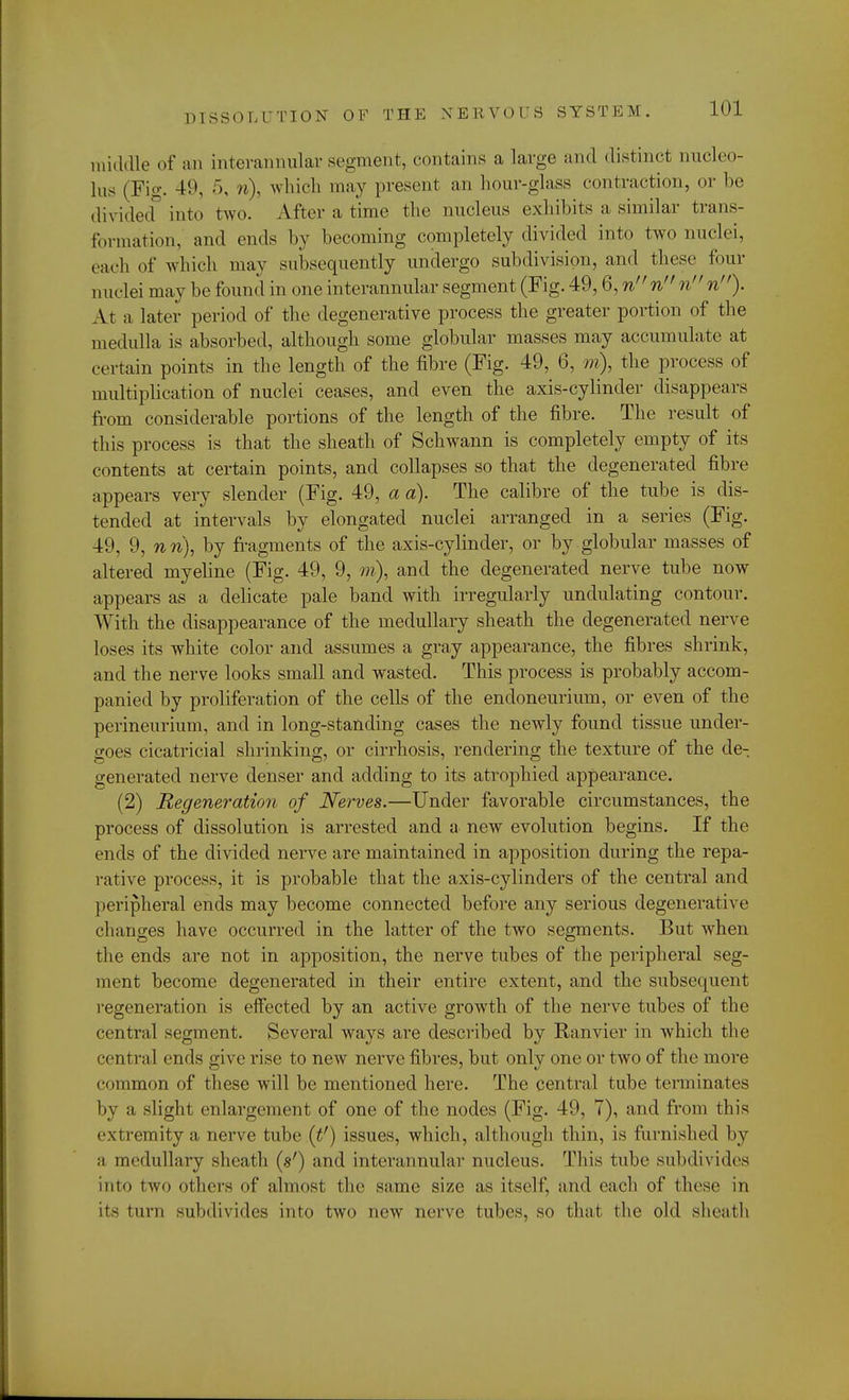 middle of an interannular segment, contains a large and distinct nucleo- lus (Fig. 49, 5, >t\ which may present an hour-glass contraction, or be divided into two. After a time the nucleus exhibits a similar trans- formation, and ends by becoming completely divided into two nuclei, each of which may subsequently undergo subdivision, and these four 111 idei may be found in one interannular segment (Fig. 49,6, n n n n). At a later period of the degenerative process the greater portion of the medulla is absorbed, although some globular masses may accumulate at certain points in the length of the fibre (Fig. 49, 6, m), the process of multiplication of nuclei ceases, and even the axis-cylinder disappears from considerable portions of the length of the fibre. The result of this process is that the sheath of Schwann is completely empty of its contents at certain points, and collapses so that the degenerated fibre appears very slender (Fig. 49, a a). The calibre of the tube is dis- tended at intervals by elongated nuclei arranged in a series (Fig. 49, 9, nri), by fragments of the axis-cylinder, or by globular masses of altered myeline (Fig. 49, 9, m), and the degenerated nerve tube now appears as a delicate pale band with irregularly undulating contour. With the disappearance of the medullary sheath the degenerated nerve loses its white color and assumes a gray appearance, the fibres shrink, and the nerve looks small and wasted. This process is probably accom- panied by proliferation of the cells of the endoneurium, or even of the perineurium, and in long-standing cases the newly found tissue under- goes cicatricial shrinking, or cirrhosis, rendering the texture of the de- generated nerve denser and adding to its atrophied appearance. (2) Regeneration of Nerves.—Under favorable circumstances, the process of dissolution is arrested and a new evolution begins. If the ends of the divided nerve are maintained in apposition during the repa- rative process, it is probable that the axis-cylinders of the central and peripheral ends may become connected before any serious degenerative changes have occurred in the latter of the two segments. But when the ends are not in apposition, the nerve tubes of the peripheral seg- ment become degenerated in their entire extent, and the subsequent regeneration is effected by an active growth of the nerve tubes of the central segment. Several ways are described by Rain ier in which the central ends give rise to new nerve fibres, but only one or two of the more common of these will be mentioned here. The central tube terminates by a slight enlargement of one of the nodes (Fig- 49, 7), and from this extremity a nerve tube (tf) issues, which, although thin, is furnished by a medullary sheath ($') and interannular nucleus. This tube subdivides into two others of almost the same size as itself, and each of these in its turn subdivides into two new nerve tubes, so that the old sheath