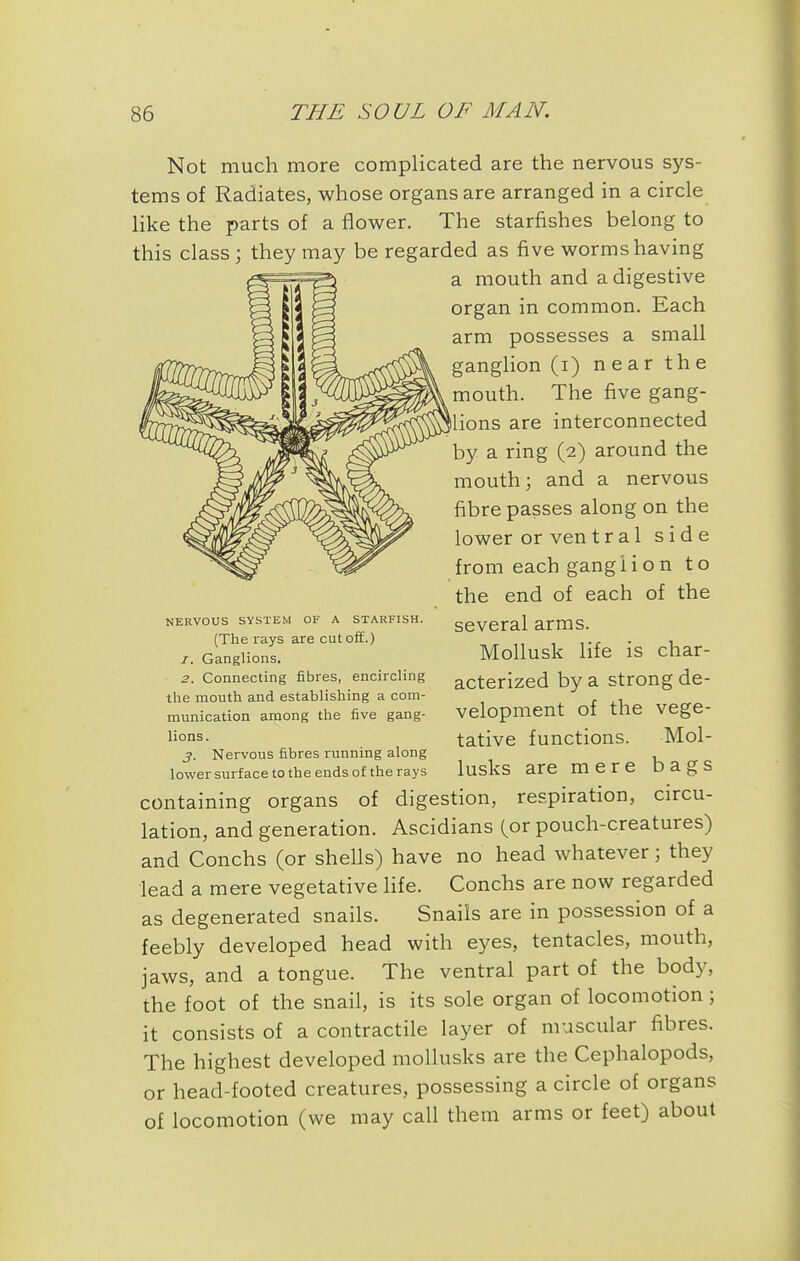 Not much more complicated are the nervous sys- tems of Radiates, whose organs are arranged in a circle like the parts of a flower. The starfishes belong to this class ; they may be regarded as five worms having a mouth and a digestive organ in common. Each arm possesses a small ganglion (i) near the mouth. The five gang- ilions are interconnected by a ring (2) around the mouth; and a nervous fibre passes along on the lower or ventral side from each ganglion to the end of each of the several arms. MoUusk life is char- acterized by a strong de- velopment of the vege- tative functions. Mol- lusks are mere bags containing organs of digestion, respiration, circu- lation, and generation. Ascidians (or pouch-creatures) and Conchs (or shells) have no head whatever; they lead a mere vegetative life. Conchs are now regarded as degenerated snails. Snails are in possession of a feebly developed head with eyes, tentacles, mouth, jaws, and a tongue. The ventral part of the body, the foot of the snail, is its sole organ of locomotion; it consists of a contractile layer of muscular fibres. The highest developed mollusks are the Cephalopods, or head-footed creatures, possessing a circle of organs of locomotion (we may call them arms or feet) about NERVOUS SYSTEM OF A STARFISH. (The rays are cutoff.) 1. Ganglions. 2. Connecting fibres, encircling the mouth and establishing a com- munication among the five gang- lions. 3. Nervous fibres running along lower surface to the ends of the rays