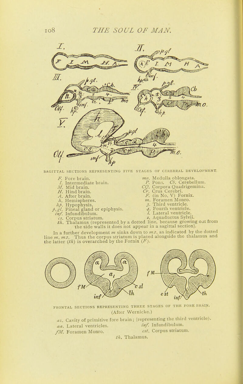 SAGITTAL SECTIONS REPRESENTING FIVE STAGES OF CEREBRAL DEVELOPMENT. F. Fore brain. /. Intermediate brain. M. Mid brain. H. Hind brain. A. After brain. h. Hemispheres. hp. Hypophysis. p.gl. Pineal gland or epiphysis. inf. Infundibulum. cs. Corpus striatum. mo. Medulla oblongata. P. Pon;. Ch. Cerebellum. CQ. Corpora Quadrigemina. Cr. Crus Cerebri. F. (in No. V) Fornix. m. Foramen Monro. 3. Third ventricle. 4. Fourth ventricle. /. Lateral ventricle. s. Aquaductus Sylvii. th. Thalamus (represented by a dotted line, because growing oat from the side walls it doe's not appear in a sagittal section). In a further development vi sinks down to vi2, as indicated by the dotted line ?/^, m2. Thus the corpus striatum is placed alongside the thalamus and the latter {th) is overarched by the Fornix {F). FRONTAL SECTIONS REPRESENTING THREE STAGES OF THE FORE HRAIN. (After Wernicke.) III. Cavity of primitive fore brain ; (representing the third ventricle). aa. Lateral ventricles. '/• Infundibulum. fM. Foramen Monro. est. Corpus striatum. th. Thalamus.