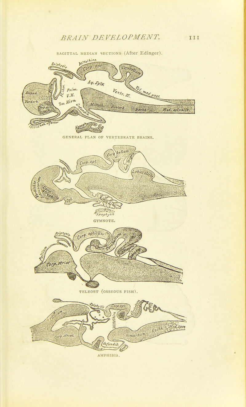 SAGITTAL MEDIAN SECTIONS (After Edinger). GENERAL PLAN OF VERTEBRATE BRAINS. AMPHIIUA.