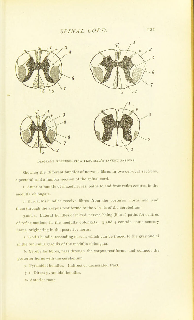 DIAGRAMS REPRESENTING FLECHSIG'S INVESTIGATIONS. Sho-.vins the diEferent bundles of nervous fibres in two cervical sections, a pectoral, and a lumbar section of the spinal cord. 1. Anterior bundle of mixed nerves, paths to and from reflex centres in the medulla oblongata. 2. Burdach's bundles receive fibres from the posterior horns and lead them through the corpus restiforme to the vermis of the cerebellum. 3 and 4. Lateral bundles of mixed nerves being (like i) paths for centres of reflex motions in the medulla oblongata. 3 and 4 contain soms sensory fibres, originating in the posterior horns. 5. Goll's bundle, ascending nerves, which can be traced to the gray nuclei in the funiculus gracilis of the medulla oblongata. 6. Cerebellar fibres, pass through the corpus restiforme and connect the posterior horns with the cerebellum. 7. Pyramidal bundles. Indirect or decussated tract. 7. I. Direct pyramidal bundles. z>. Anterior roots.