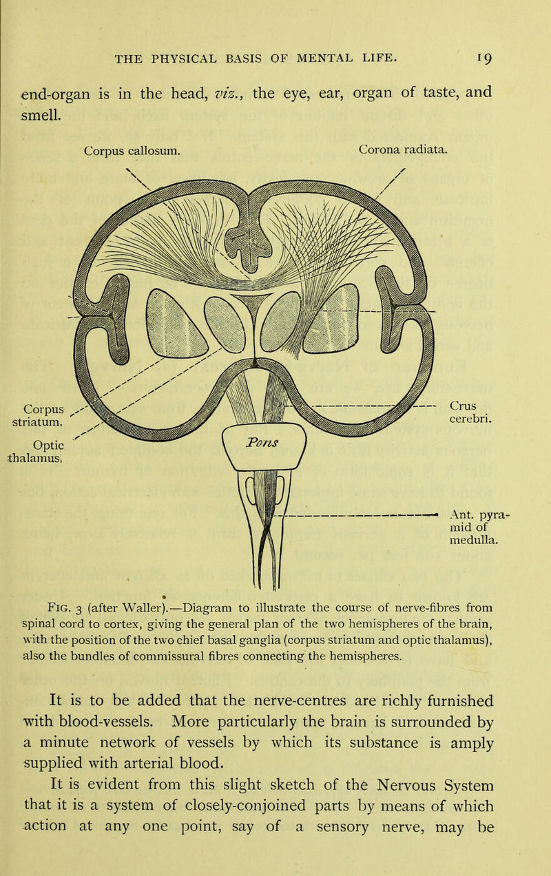 end-organ is in the head, viz., the eye, ear, organ of taste, and smell. Corpus callosum. Corona radiata. Fig. 3 (after Waller).—Diagram to illustrate the course of nerve-fibres from spinal cord to cortex, giving the general plan of the two hemispheres of the brain, with the position of the two chief basal ganglia (corpus striatum and optic thalamus), also the bundles of commissural fibres connecting the hemispheres. It is to be added that the nerve-centres are richly furnished with blood-vessels. More particularly the brain is surrounded by a minute network of vessels by which its substance is amply supphed with arterial blood. It is evident from this slight sketch of the Nervous System that it is a system of closely-conjoined parts by means of which action at any one point, say of a sensory nerve, may be