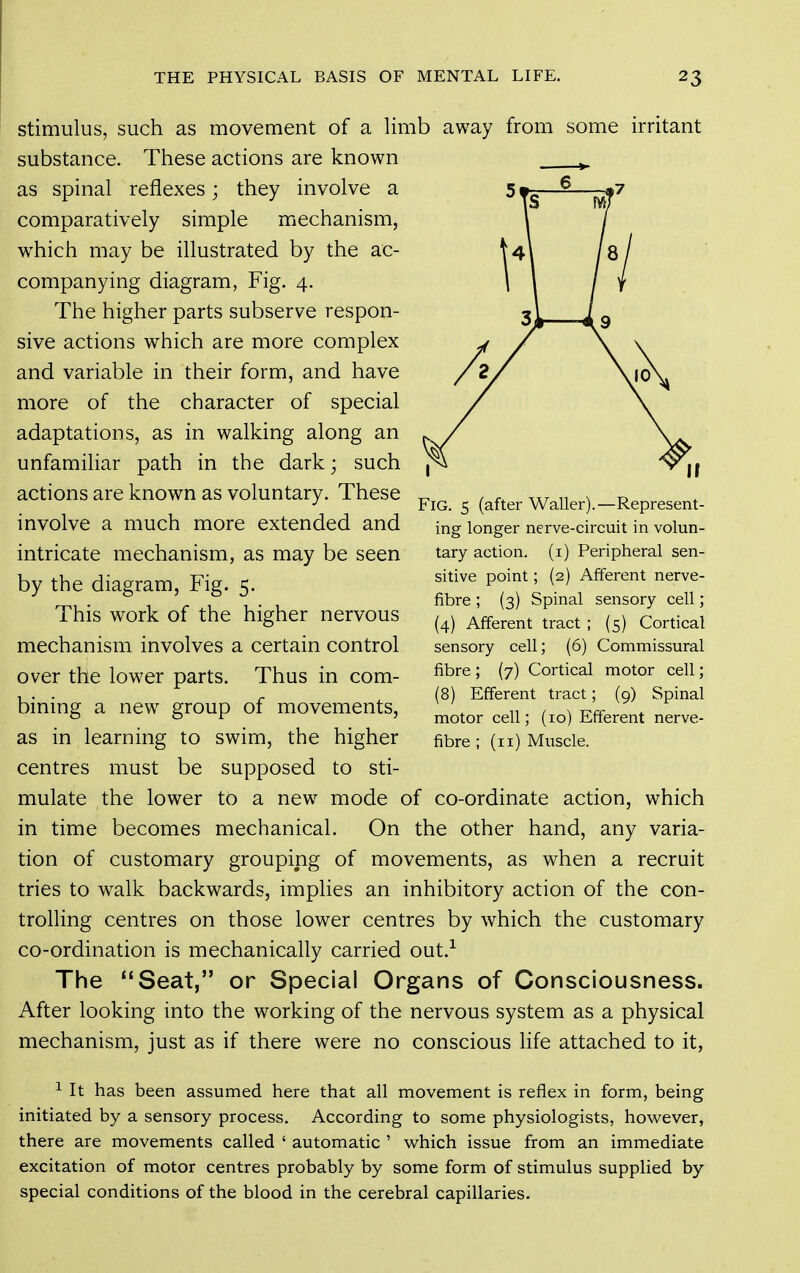 stimulus, such as movement of a limb away from some irritant substance. These actions are known as spinal reflexes; they involve a comparatively simple mechanism, w^hich may be illustrated by the ac- companying diagram, Fig. 4. The higher parts subserve respon- sive actions which are more complex and variable in their form, and have more of the character of special adaptations, as in walking along an unfamihar path in the dark; such actions are known as voluntary. These involve a much more extended and intricate mechanism, as may be seen by the diagram, Fig. 5. This work of the higher nervous mechanism involves a certain control over the lower parts. Thus in com- bining a new group of movements, as in learning to swim, the higher centres must be supposed to sti- mulate the lower to a new mode of co-ordinate action, which in time becomes mechanical. On the other hand, any varia- tion of customary grouping of movements, as when a recruit tries to walk backwards, implies an inhibitory action of the con- trolling centres on those lower centres by which the customary co-ordination is mechanically carried out.-^ The Seat, or Special Organs of Consciousness. After looking into the working of the nervous system as a physical mechanism, just as if there were no conscious life attached to it, ^ It has been assumed here that all movement is reflex in form, being initiated by a sensory process. According to some physiologists, however, there are movements called ' automatic ' which issue from an immediate excitation of motor centres probably by some form of stimulus supplied by special conditions of the blood in the cerebral capillaries. Fig. 5 (after Waller).—Represent- ing longer nerve-circuit in volun- tary action, (i) Peripheral sen- sitive point; (2) Afferent nerve- fibre ; (3) Spinal sensory cell; (4) Afferent tract ; (5) Cortical sensory cell; (6) Commissural fibre ; (7) Cortical motor cell; (8) Efferent tract; (9) Spinal motor cell; (10) Efferent nerve- fibre ; (11) Muscle.