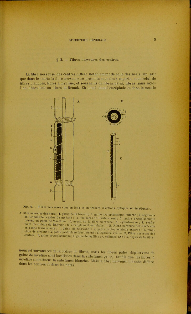 § II. — Fibres nerveuses des centres. La fibre nerveuse des centres difïère notablement de celle des nerfs. On sait que dans les nerfs la libre nerveuse se présente sous deux aspects, sous celui de fibres blanches, fibres à myéline, et sous celui de fibres pâles, fibres sans myé- line, fibres nues ou fibres de Remak. Eh bien ! dans l'encéphale et dans la moelle Si y 1 1 1 1 u a B Fig. 6. - Fibres nerveuses vues en long et en travers. (Sections optiques schématiques). A. fibre nerveuse des nerfs ; 1. gaine de Schwann ; 2. gaine protoplasmique externe ; 3. segments de Schmidt de la gaine de myéline ; 4. incisuros de Lantermann ; 5. gaine protoplasmique interne ou gaine de Mauthner : 6, noyau de la fibre nerveuse: 7. cylindre-axe ; 8 ronfle- ment bi-conique de Ranvier ; 8', étranglement annulaire. - B. Fibre nerveuse des nerfs vue on coupe transversale ; 1. gaine de Schwann ; 2. gaine protoplasmique externe ; 3. man- chon de myéline ; 4, gaine protoplasmique interne ; 8. cylindre-axe. - C. Fibre nerveuse des centres; 1. gaine protoplasmique ; 2, gaine de myéline ; .1. cylindre axe ; 4. novau de la fibre nous retrouvons ces deux ordres de libres, mais les fdjres pâles, dépourvues de gaine de myéline sont localisées dans la sub.slance grise, tandis que les fibres à myéline constituent la substance blanche. Mais la libre nerveuse blanche difïère clans les centres et dans les nerfs.