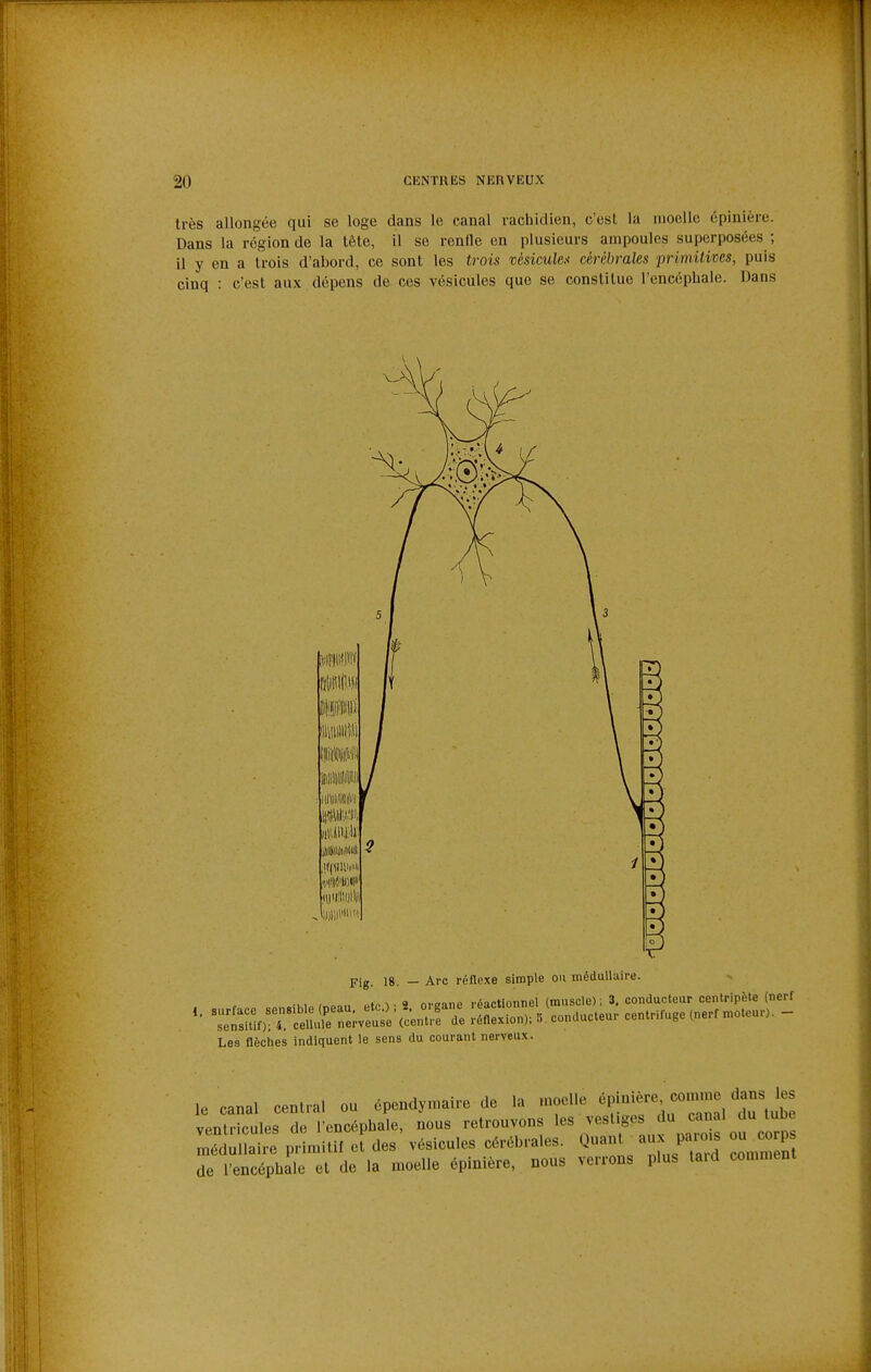 très allongée qui se loge dans le canal rachidien, c'est la moelle épinière. Dans la région de la tête, il se renfle en plusieurs ampoules superposées ; il y en a trois d'abord, ce sont les trois vésicule.< cérébrales primitives, puis cinq : c'est aux dépens de ces vésicules que se constitue l'cncépbale. Dans sensitif); 4, ceuuie nerveuac «...«i.m- ^.^ Les nèches indiquent le sens du courant nerveux. le canal central ou épendymaire de la u.oelle ^l-^-^'^^''; ventricules de l'encéphale, nous retrouvons médullaire primitif et des vésicules cérébrales. Q«»^^ /^^^^ ^^^m n de l'encépbale et de la moelle épinière, nous verrons plus laid comment