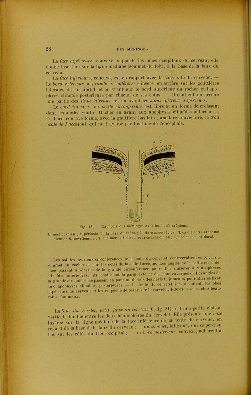 La face supérieure, convexe, supporte les lobes occipitaux du cerveau ; elle donne insertion sur la ligne médiane (sommet du toit), à la base de la faux du cerveau. La face inférieure, concave, est en rapport avec la convexité du cervelet. — Le bord extérieur ou grande circonférence s'insère en arrière sur les gouttières latérales de l'occipital, et en avant sur le bord supérieur du rocher et l'apo- physe clinoïde postérieure par chacun de ses coins, — 11 contient en arrière une partie des sinus latéraux, et en avant les sinus pétreux supérieurs. Le bord intérieur ou petite circonférence, est libre et en forme de croissant dont les angles vont s'attacher en avant aux apophyses clinoïdes antérieures. Ce bord concave forme, avec la gouttière basilaire, une large ouverture, le trou ovale de Pacchioni, qui est traversé par l'isthme de l'encéphale. s 7 Fig. 23. — Rapports des méninges avec les nerfs crâniens. ànien ; 2, périoste de la base du crâne ; 3, dure-mère ; 4, os ; 5. cavité intra-arachnol- ; 6, nôvr'ilemme ; 7, pie-mère ; 8. tissu sous-arachnoïdien ; 9, prolongement durai. Les pointes des deux circontérences de la leuLe du cervelet s'entrecroisent en X vers le sommet du rocher et sur les côtés de la selle lurcique. Les angles de la petite circonfe- ence passent au-dessus de la grande circonférence pour aller s'insérer aux apophyses clinoïdes antérieures: ils constituent la paroi externe des sinus caverneux. Les angles de la grande circonférence passent en pont au-dessus des nerfs trijumeaux pour aller se lixer aux apophyses clinoïdes postérieures. - La lente du cervelet sert à soutenir les lobes supérieurs du cerveau et les empêche de poser sur le cervelet. Elle esl osseuse chez, beau- coup d'animaux. La faux du cervelet, petite faux du cerveau (G, lig. 21), est une petite cloison ve.ticale tendue entre les deux hémisphères du cervelet. Elle présente xm^ base insérée sur la ligne médiane de la face inférieure de la lente du cervelet en regard de la base'de la faux du cerveau ; - un sommet, bifurqué, qu. se perd en bas sur les côtés du trou occipital; - un bord postérieur, conve.xo, adiiérent a