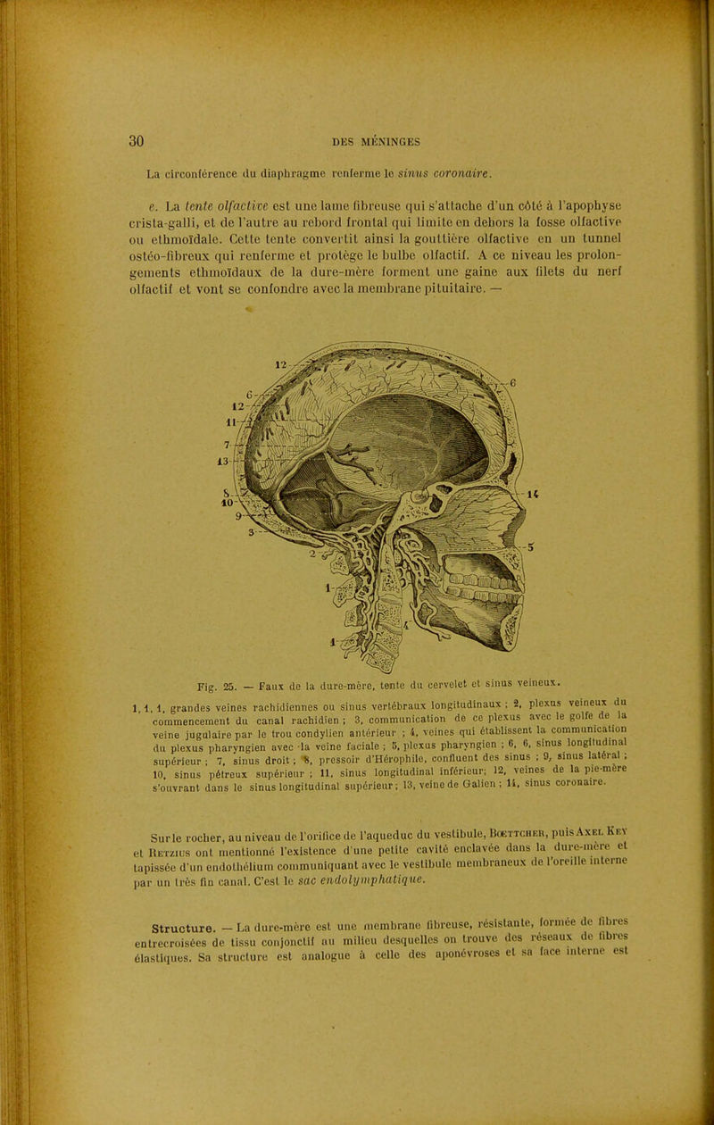 La circonférence du diaphragme renferme le sinus coronaire. e. La lente olfactive est une lame fibreuse qui s'attache d'un côté à l'apophyse crista-galli, et de l'autre au rebord frontal qui limite en dehors la fosse olfactive ou ethmoïdalc. Cette tente convertit ainsi la gouttière olfactive en un tunnel ostéo-fibreux qui renferme et protège le bulbe olfactif. A ce niveau les prolon- gements ethmoïdaux de la dure-mère forment une gaine aux filets du nerf olfactif et vont se confondre avec la membrane pituitaire. — Fig. 25. — Faux de la dure-mère, tente du cervelet et sinus veineux. 1 1 1 grandes veines rachidiennes ou sinus vertébraux longitudinaux ; 2. plexus veineux du commencement du canal rachidien ; 3, communication dé ce plexus avec le golfe de la veine jugulaire par le trou condylien antérieur ; 4, veines qui établissent la communication du plexus pharyngien avec la veine faciale ; U, plexus pharyngien ; 6, 0, sinus longitudinal supérieur ; 7. sinus droit ; «, pressoir d'Hérophile. confluent des sinus ; 9, sinus latéral ; 10 sinus pétreux supérieur ; 11, sinus longitudinal inférieur; 12, veines de la pie-mere s'ouvrant dans le sinus longitudinal supérieur ; 13, veine de Galion ; 14, sinus coronaire. Surle rocher, au niveau de rorilice de l'aqueduc du vestibule, BoeTTCnisn, puis Axe cl Retzius ont iiienlionné l'existence d une petite cavité enclavée dans la dure-me tapissée d'un endothéiium communiquant avec le vestibule membraneux de l'oreille ni par un très fin canal. C'est le sac endolymphatique. Structure. - La dure-mère est une mcmbrano fibreuse, résistante, formée do libres entrecroisées de tissu coiijonclif au milieu desquelles on trouve des réseaux de fibres élastiques. Sa structure est analogue à celle des aponévroses et sa face interne est