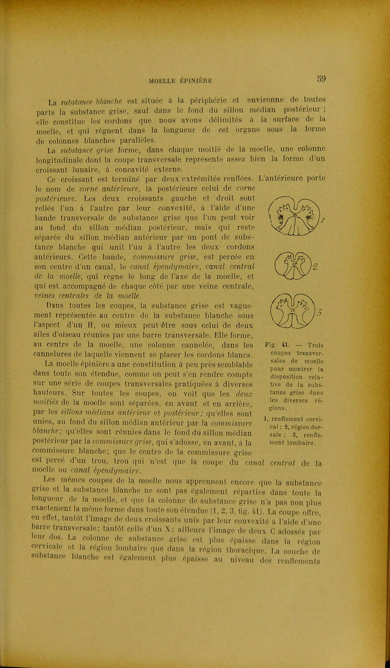 La substance blanche est située à la périphérie et environne de toutes parts la substance grise, sauf dans le fond du sillon médian postérieur ; clic constitue les cordons que nous avons délimités à la surface de la moelle, et qui régnent dans la longueur de cet organe sous la forme de colonnes blanches parallèles. La substance grise forme, dans chaque moitié de la moelle, une colonne longitudinale dont la coupe transversale représente assez bien la forme d'un croissant lunaire, à concavité externe. Ce croissant est terminé par deux extrémités renflées. L'antérieure porte le nom de corne antérieure, la postérieure celui de corne postérieure. Les deux croissants gauche et droit sont reliés l'un à l'autre par leur convexité, à l'aide d'une bande transversale de substance grise que l'on peut voir au fond du sillon médian postérieur, mais qui reste séparée du sillon médian antérieur par un pont de subs- tance blanche qui unit l'un à l'autre les deux cordons antérieurs. Cette bande, commissure grise, est percée en son centre d'un canal, le canal épendymaire, canal central de la moelle, qui règne le long de l'axe de la moelle, et qui est accompagné de chaque c6lé par une veine centrale, veines centrales de la moelle. Dans toutes les coupes, la substance grise est vague- ment représentée au centre de la substance blanche sous l'aspect d'un H, ou mieux peut-être sous celui de deux ailes d'oiseau réunies par une barre transversale. Elle forme, au centre de la moelle, une colonne cannelée, dans les cannelures de laquelle viennent se placer les cordons blancs. La moelle épinière a une constitution à peu près semblable dans toute son étendue, comme on peut s'en rendre compte sur une série de coupes transversales pratiquées à diverses hauteurs. Sur toutes les coupes, on voit que les deicx moitiés de la moelle sont séparées, en avant et en arrière, par les sillons médians antérieur et postérieur; qu'elles sont unies, au fond du sillon médian antérieur par la commissure blanche; qu'elles sont réunies dans le fond du sillon médian postérieur par la commissure grise, qui s'adosse, en avant, à la commissure blanche; que le centre de la commissure grise est percé d'un trou, trou qui n'est que la coupe du canal central de la moelle ou canal épendymaire. Les mêmes coupes de la moelle nous apprennent encore ([ue la substance grise et la substance blanche ne sont pas également réparties dans loule la longueur de la moelle, et que la colonne de substance grise n a pas non plus exactement la même forme dans toute son élcnduc (1, 2, 3, lig. 41). La coupe oITre, en enel, tantôt l'image de deux croissants unis par leur convexité à l'aide d'une barre transversale; tantôt celle d'un X; ailleurs l'image de deux C adossés par leur dos. La colonne de substance grise est plus épaisse dans la région cervicale et la région lond)aire que dan.s la région thoracique. La couche de substance blanche est également plus épaisse au niveau des renflements Fig. 41. — Trois coupes transver- sales de moelle pour montrer la disposition rela- tive de la subs- tance grise dans les diverses ré- gions. 1, renflement cervi- cal ; 2, région dor- sale ; 3, renfle- ment lombaire.